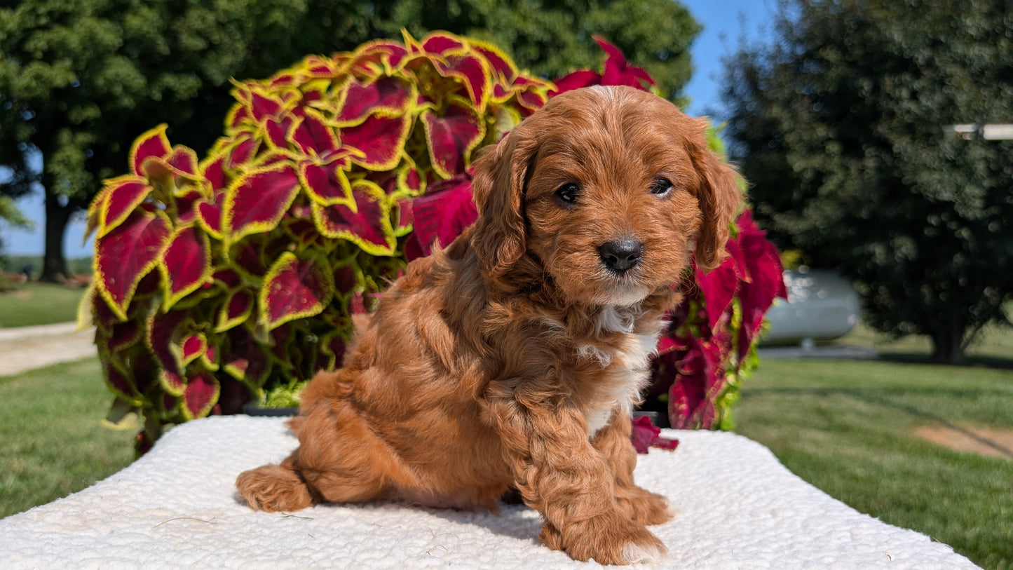 CAVAPOO (07/06) MALE