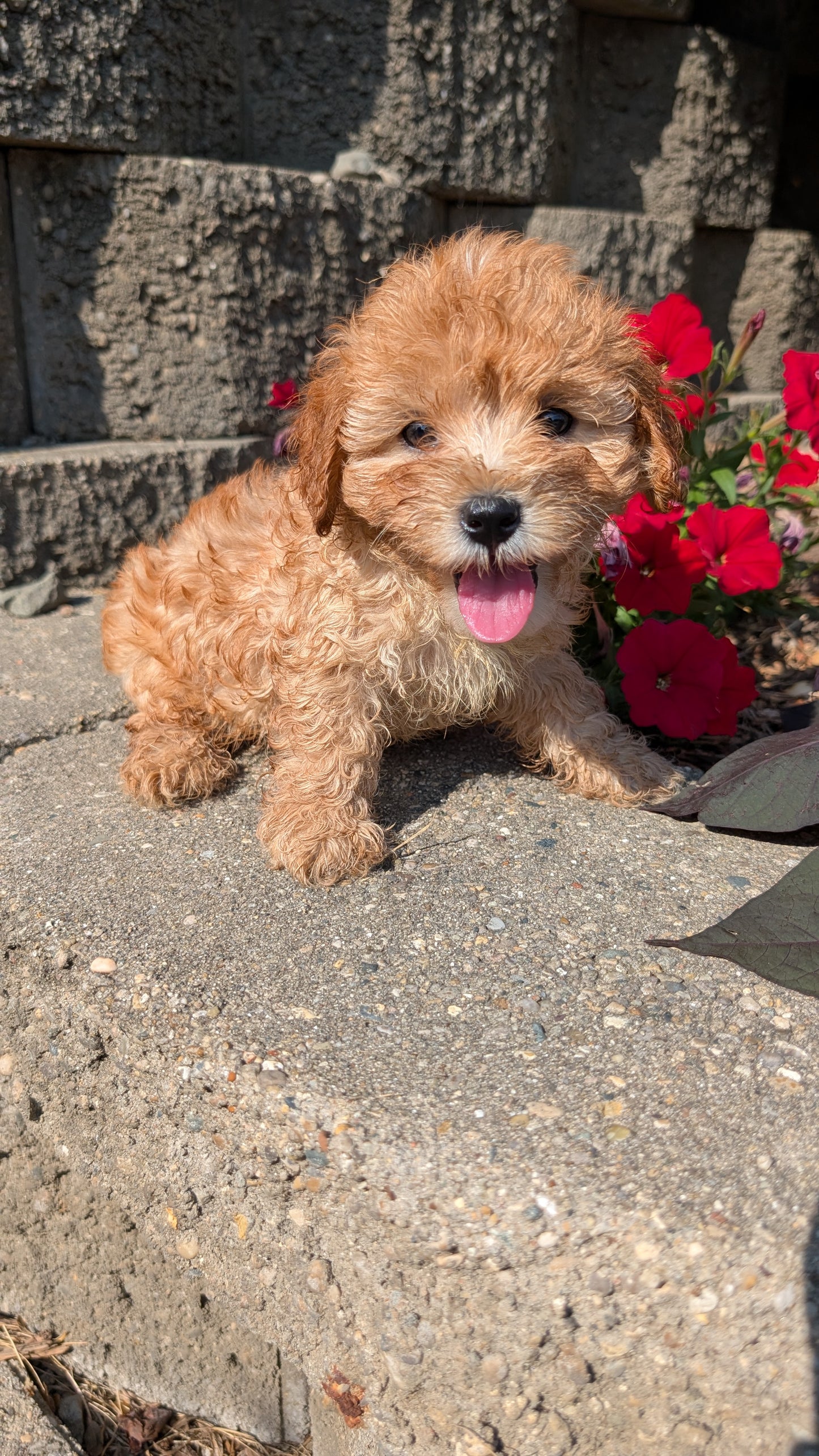 CAVAPOO (05/29) MALE