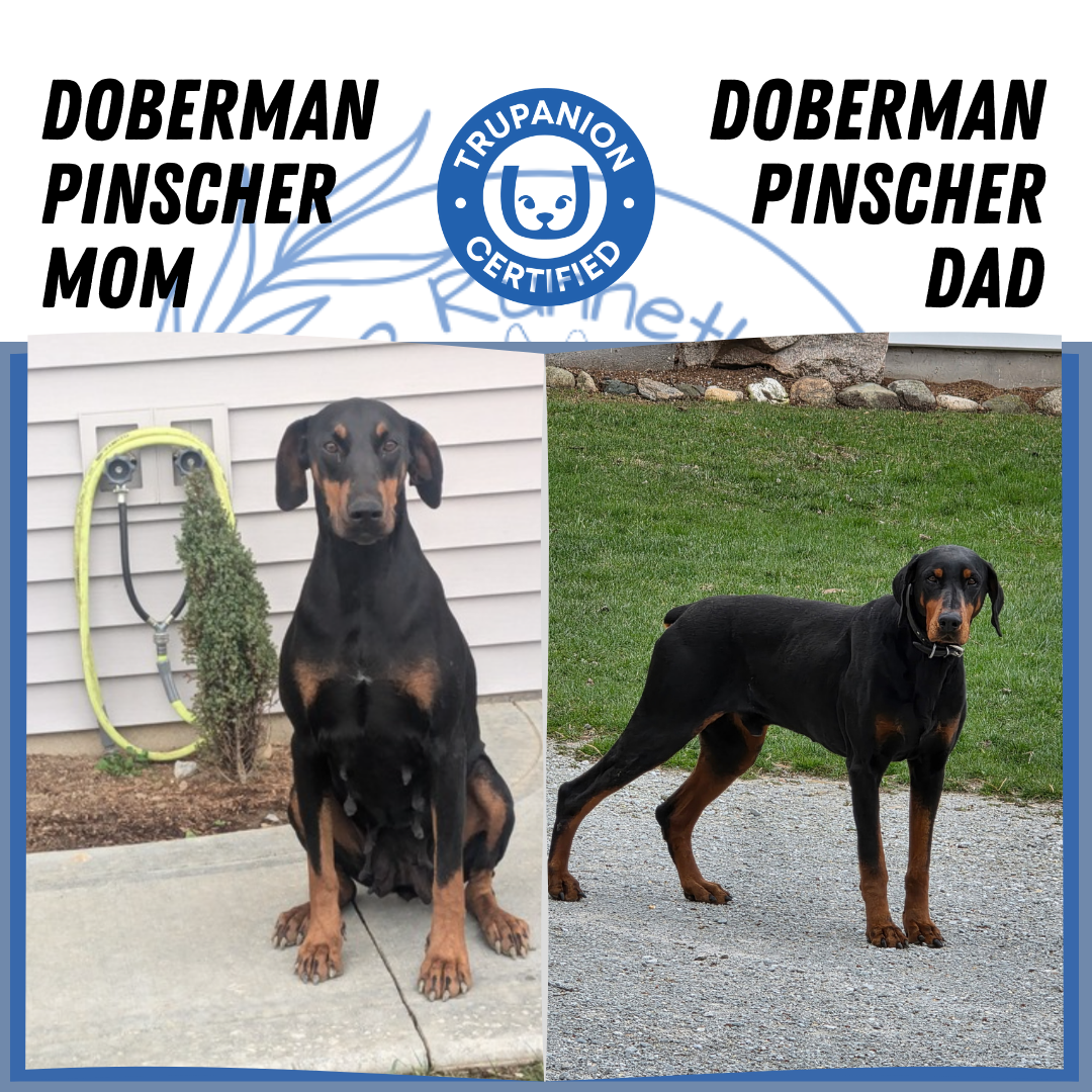 DOBERMAN PINSCHER (03/22) MALE