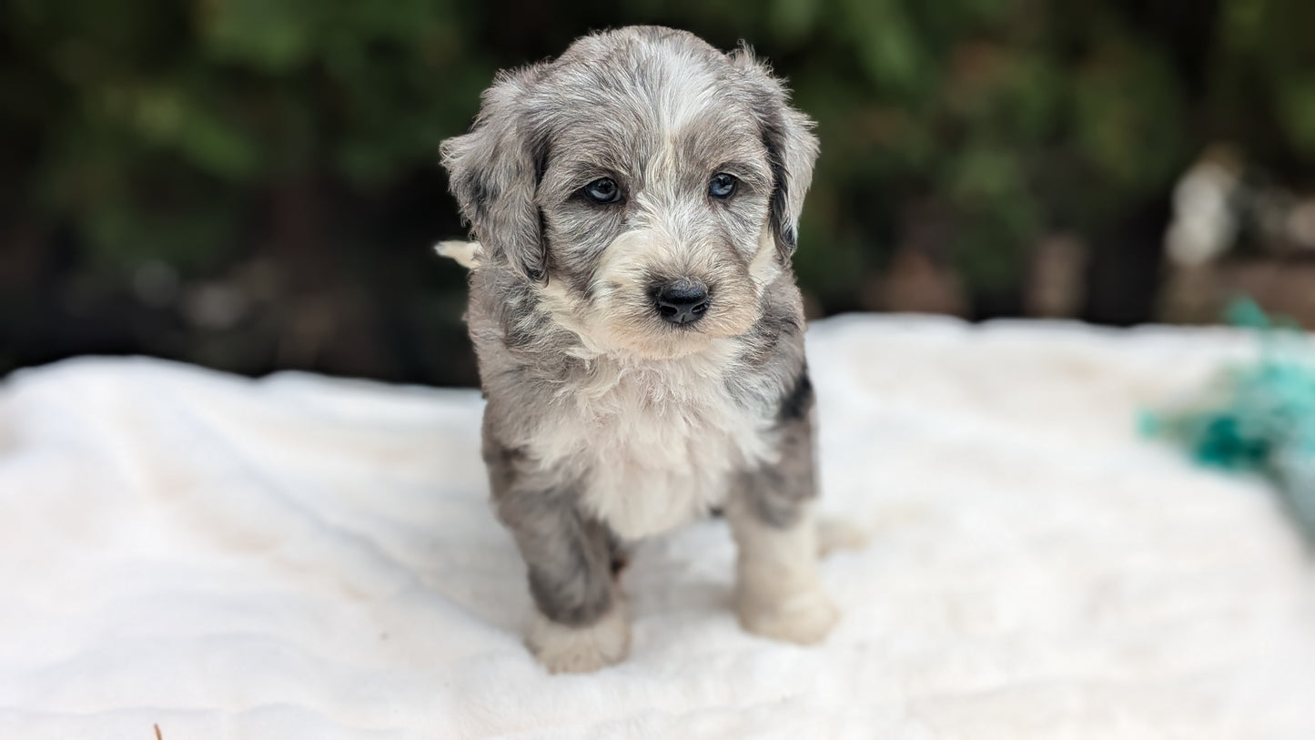 MINI BERNEDOODLE (09/24) FEMALE
