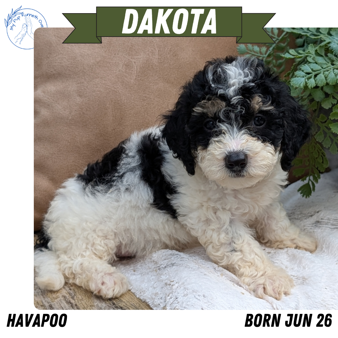 HAVAPOO (06/26) FEMALE