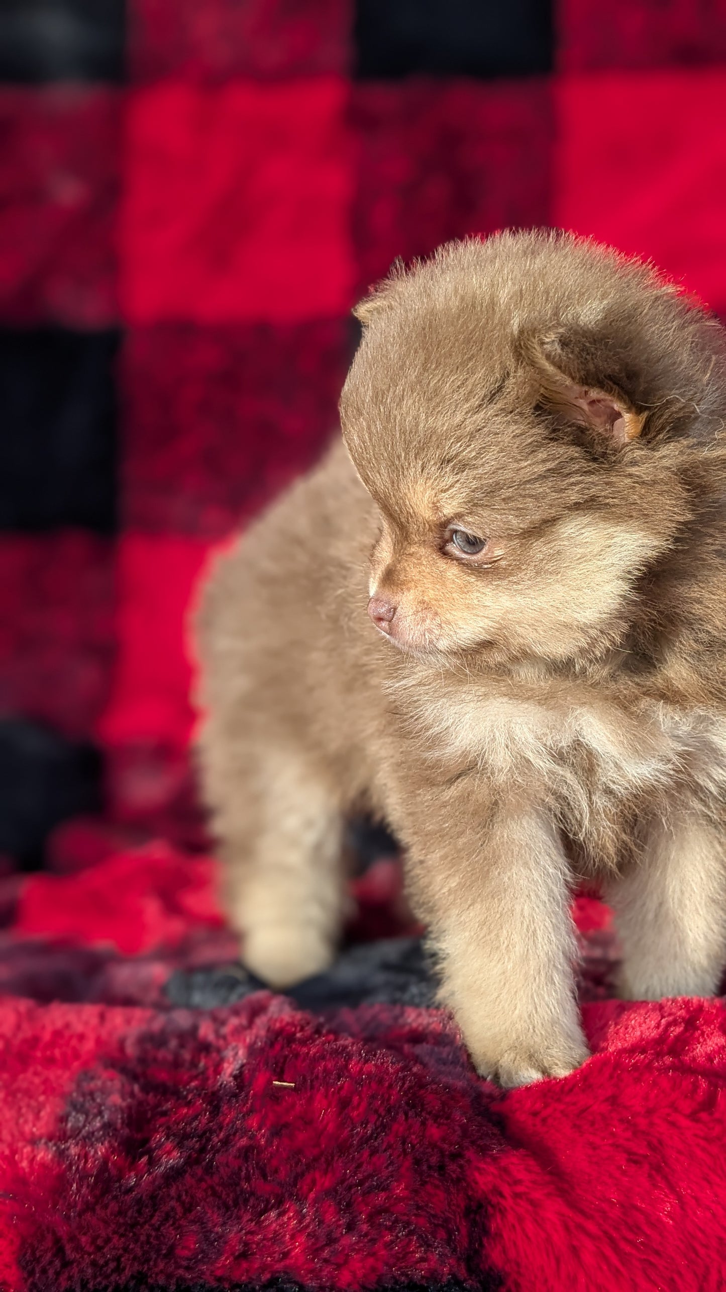 POMERANIAM (10/01) MALE