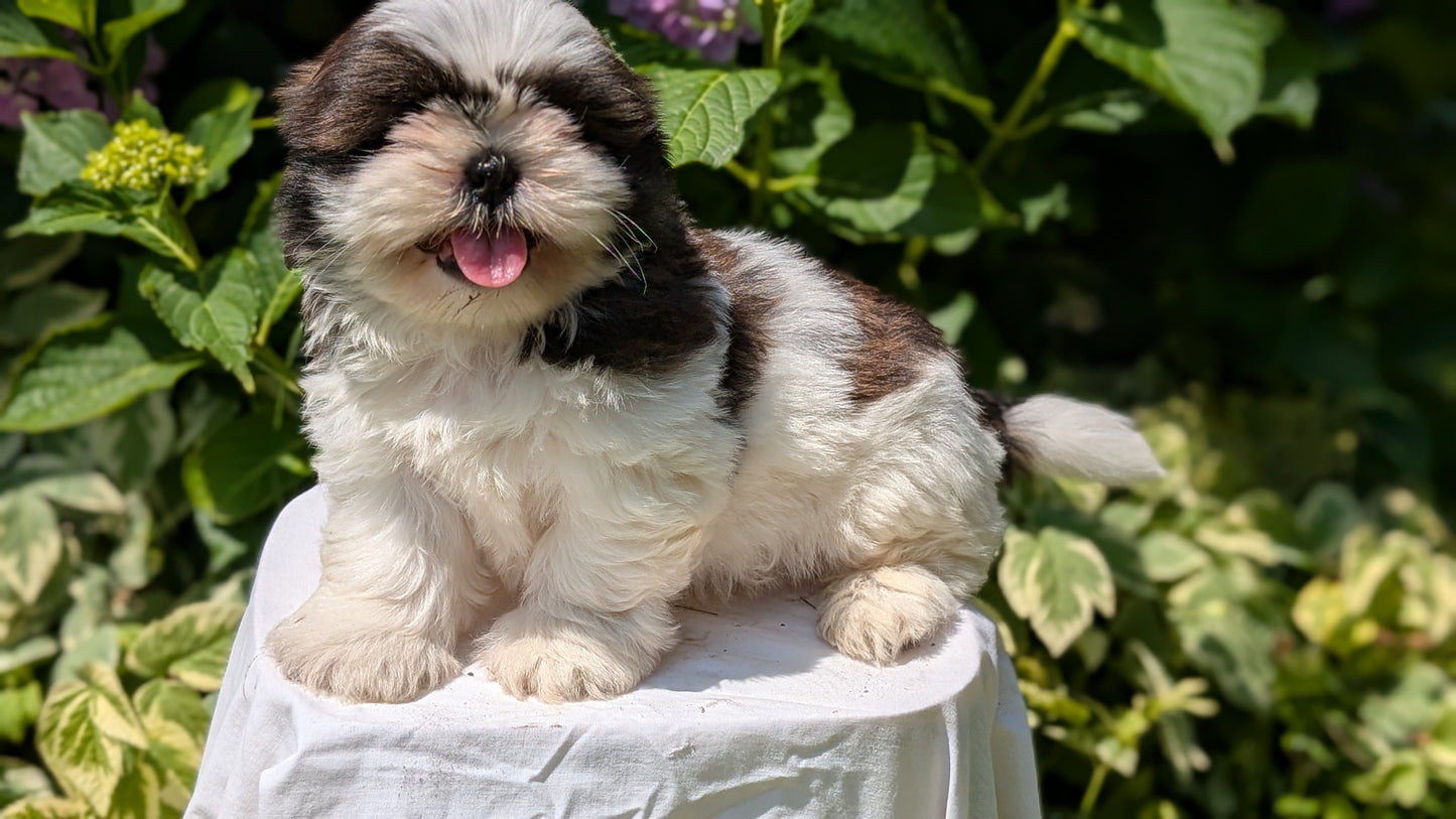 SHIH TZU (05/17) MALE