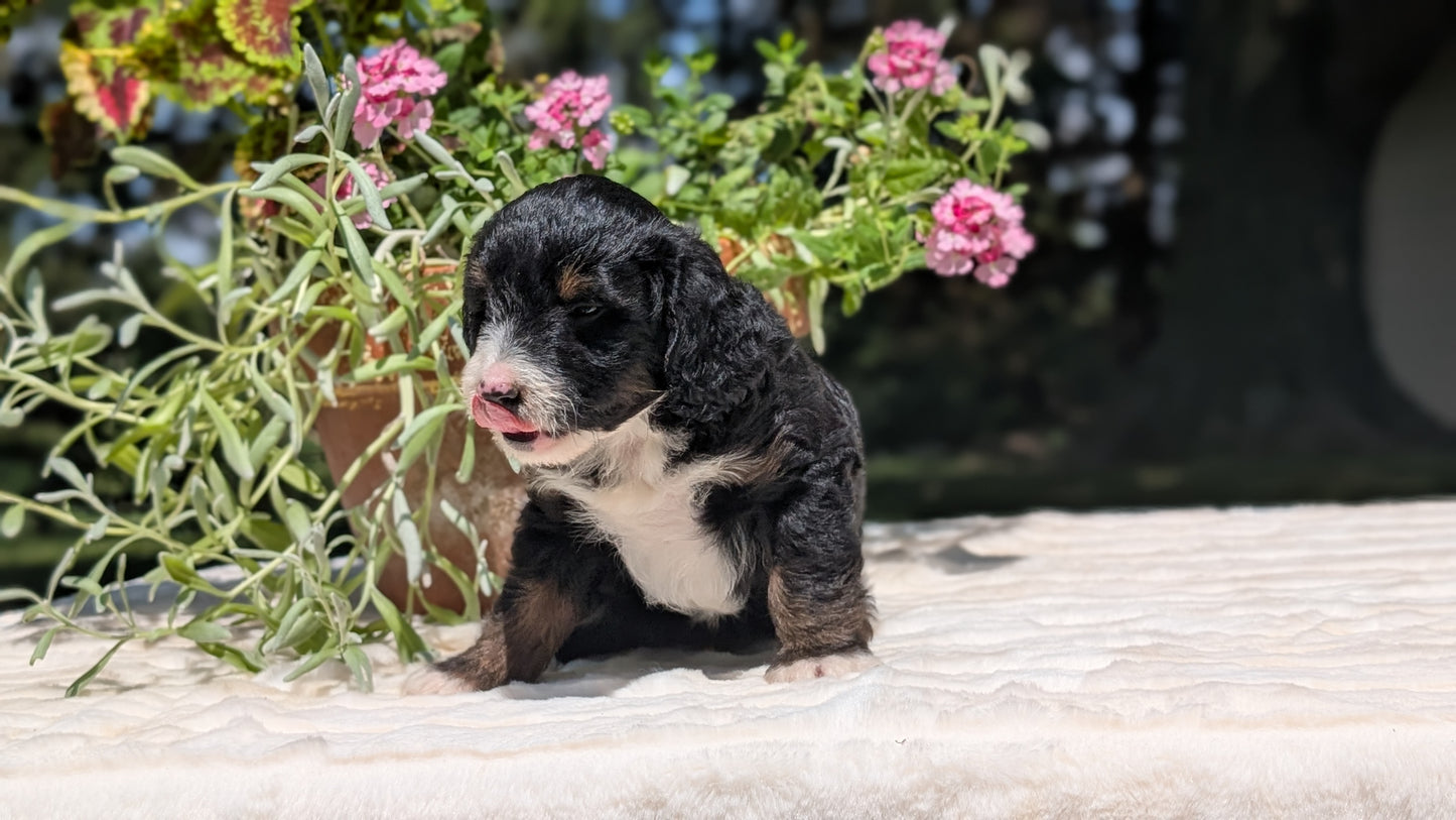 MINI BERNEDOODLE (06/11) MALE