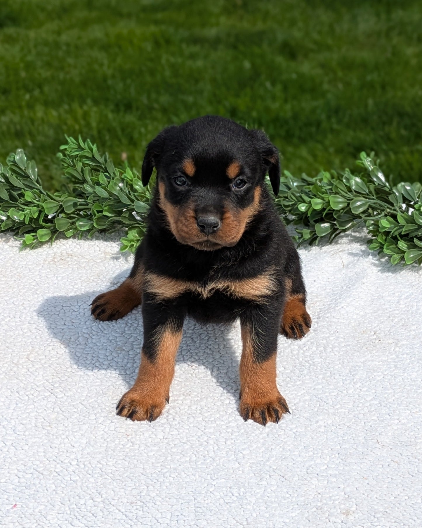 ROTTWEILER (03/18) FEMALE