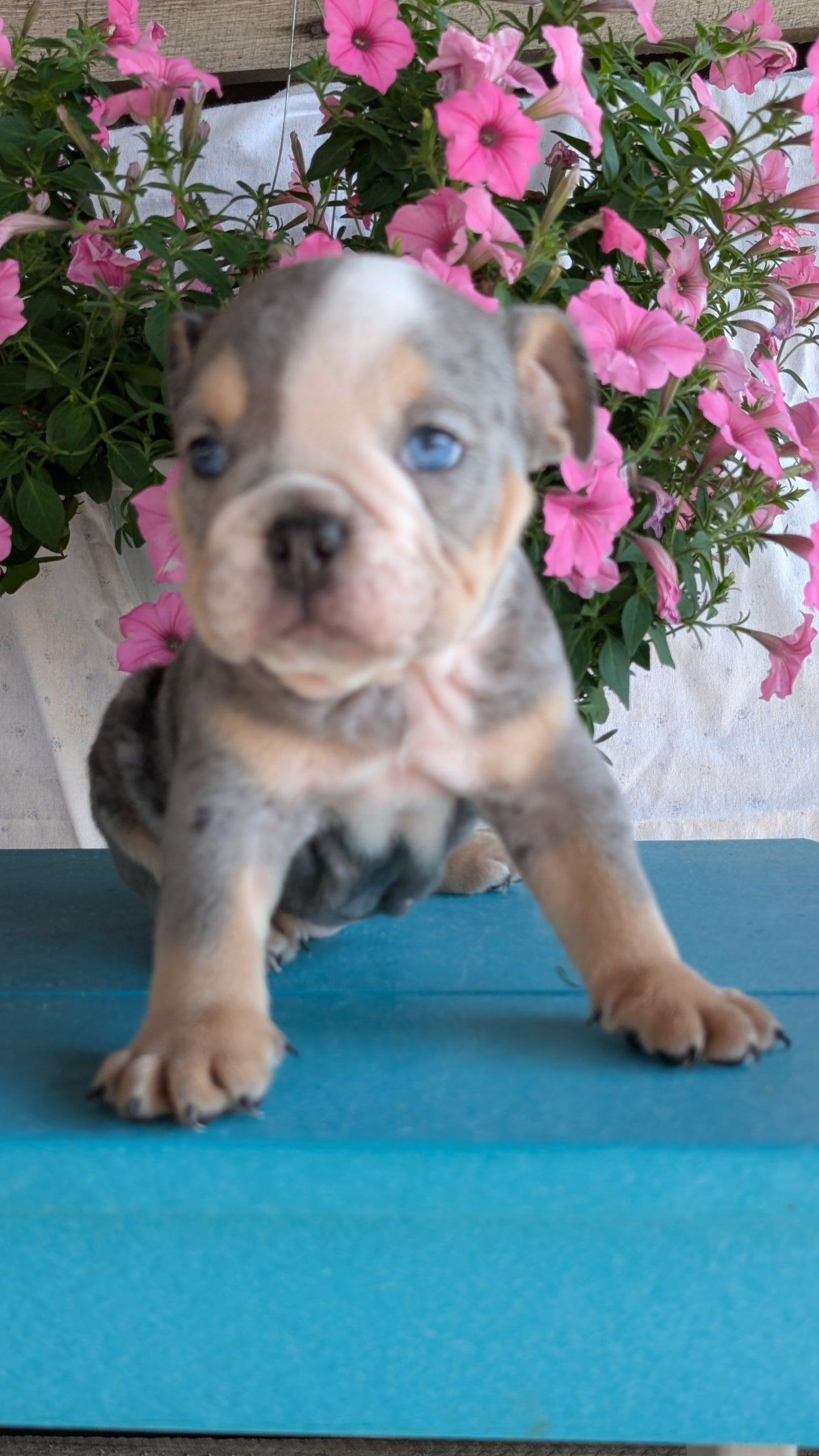ENGLISH BULLDOG (06/30) MALE