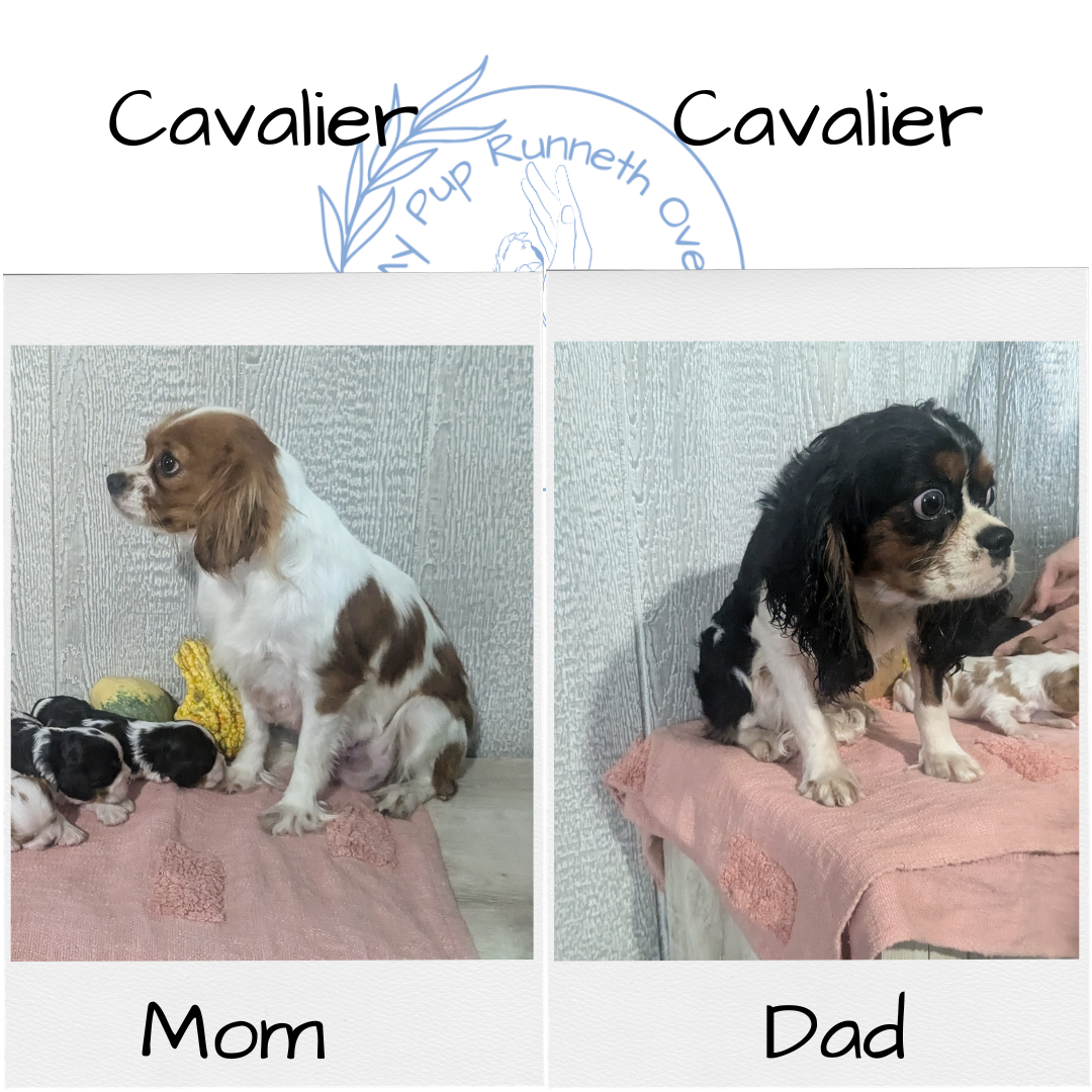 CAVALIER (09/12) MALE