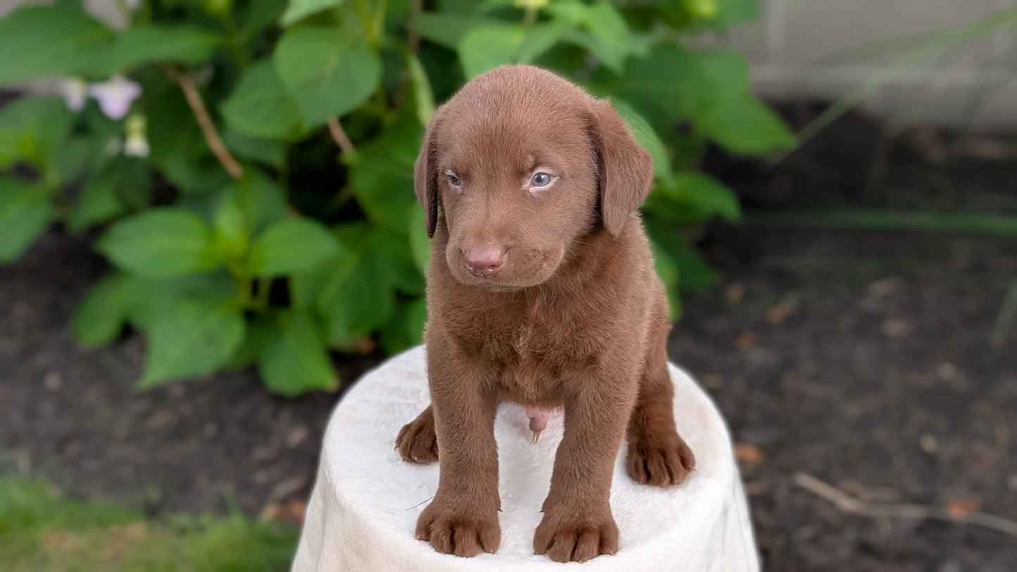 LABRADOR RETRIEVER (05/21) MALE