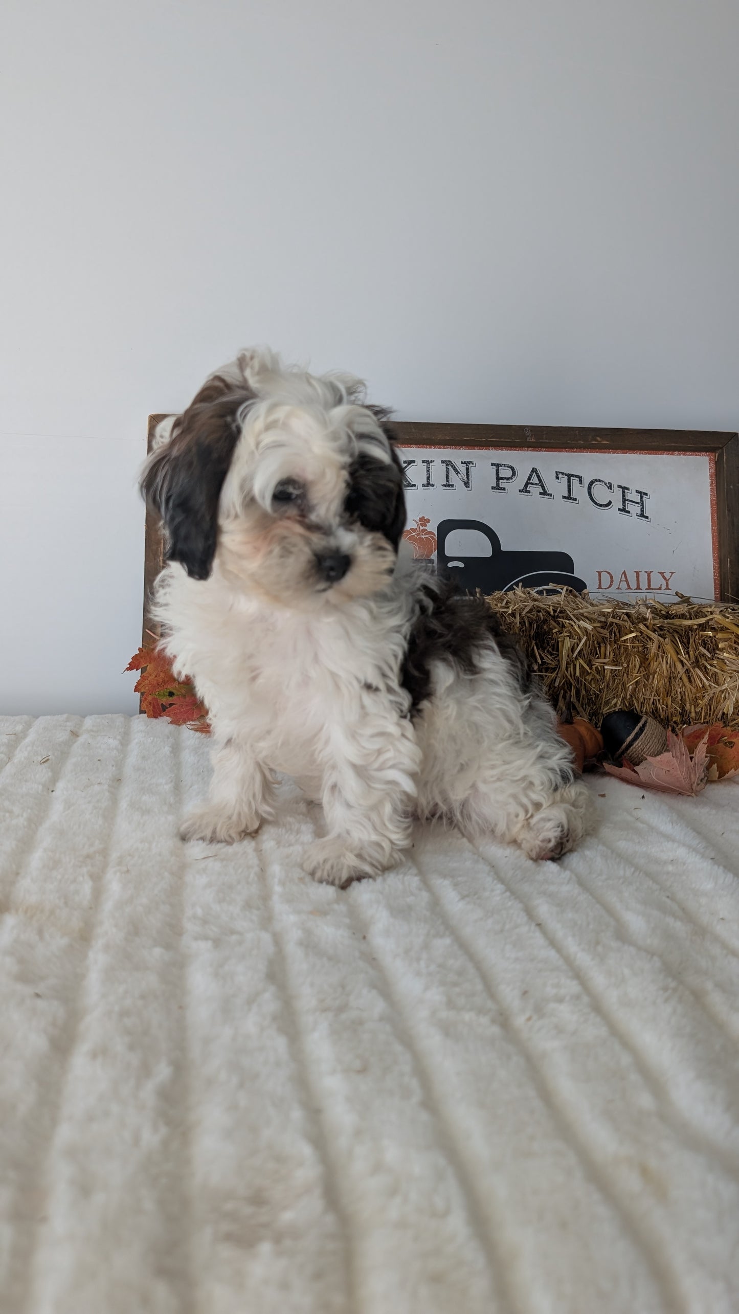 SHIHPOO (07/26) FEMALE
