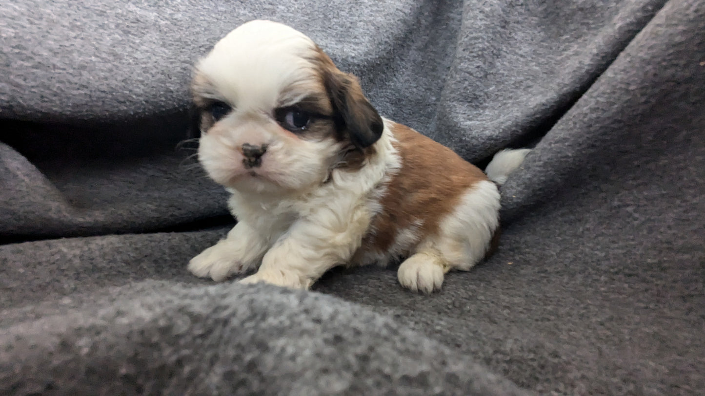 SHIH TZU (10/08) MALE