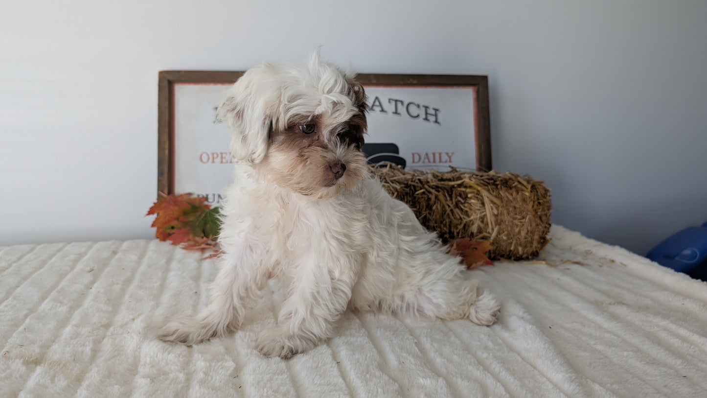 SHIHPOO (07/26) FEMALE