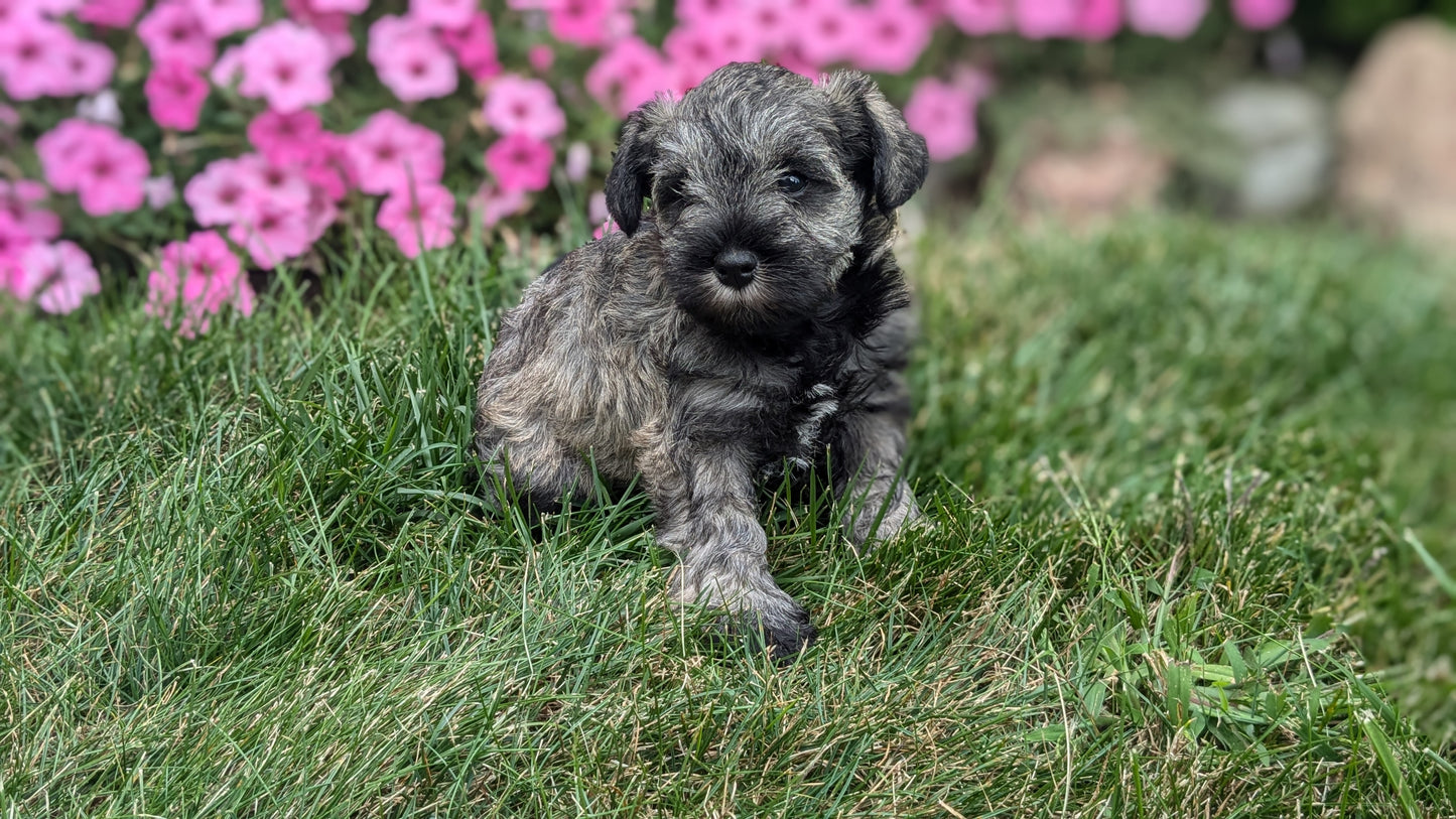 MINI SCHNAUZER (07/26) FEMALE