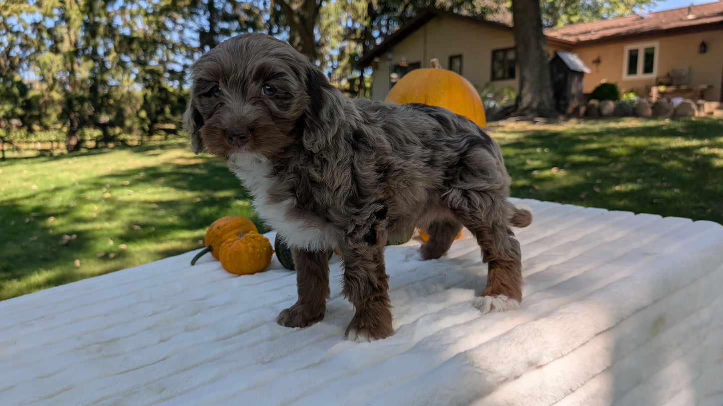 MINI BERNEDOODLE (07/25) FEMALE