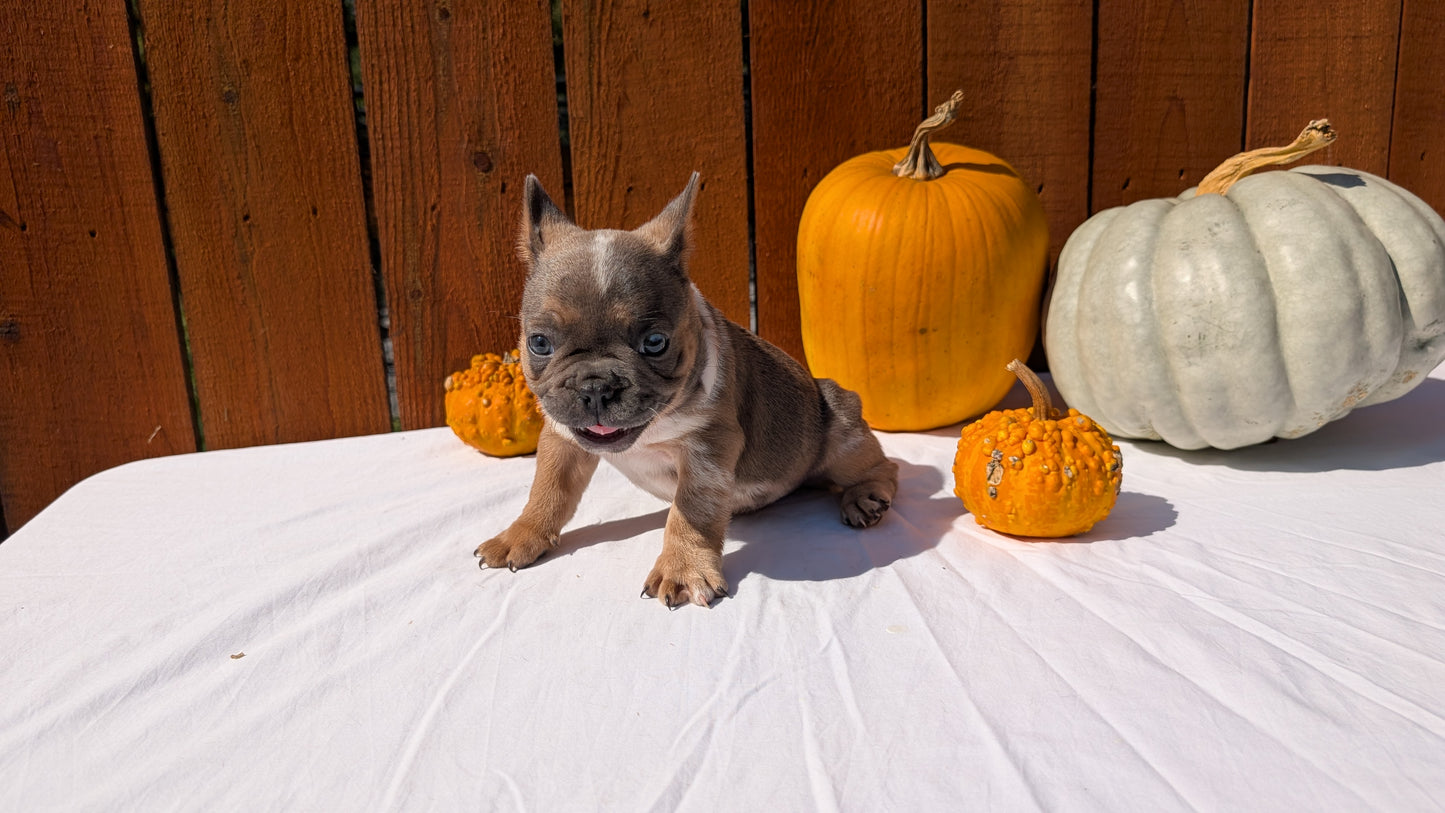 FRENCH BULLDOG (08/12) MALE