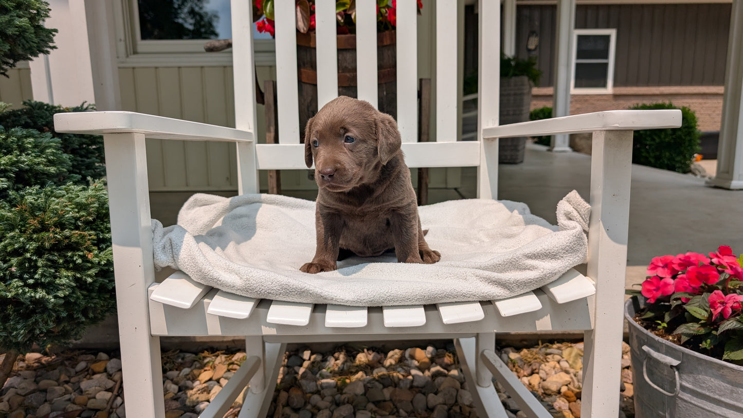 LABRADOR RETRIEVER (05/03) FEMALE