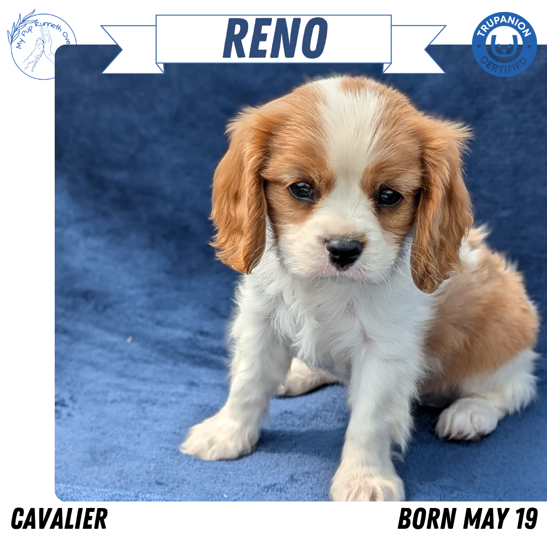 CAVALIER (05/19) MALE