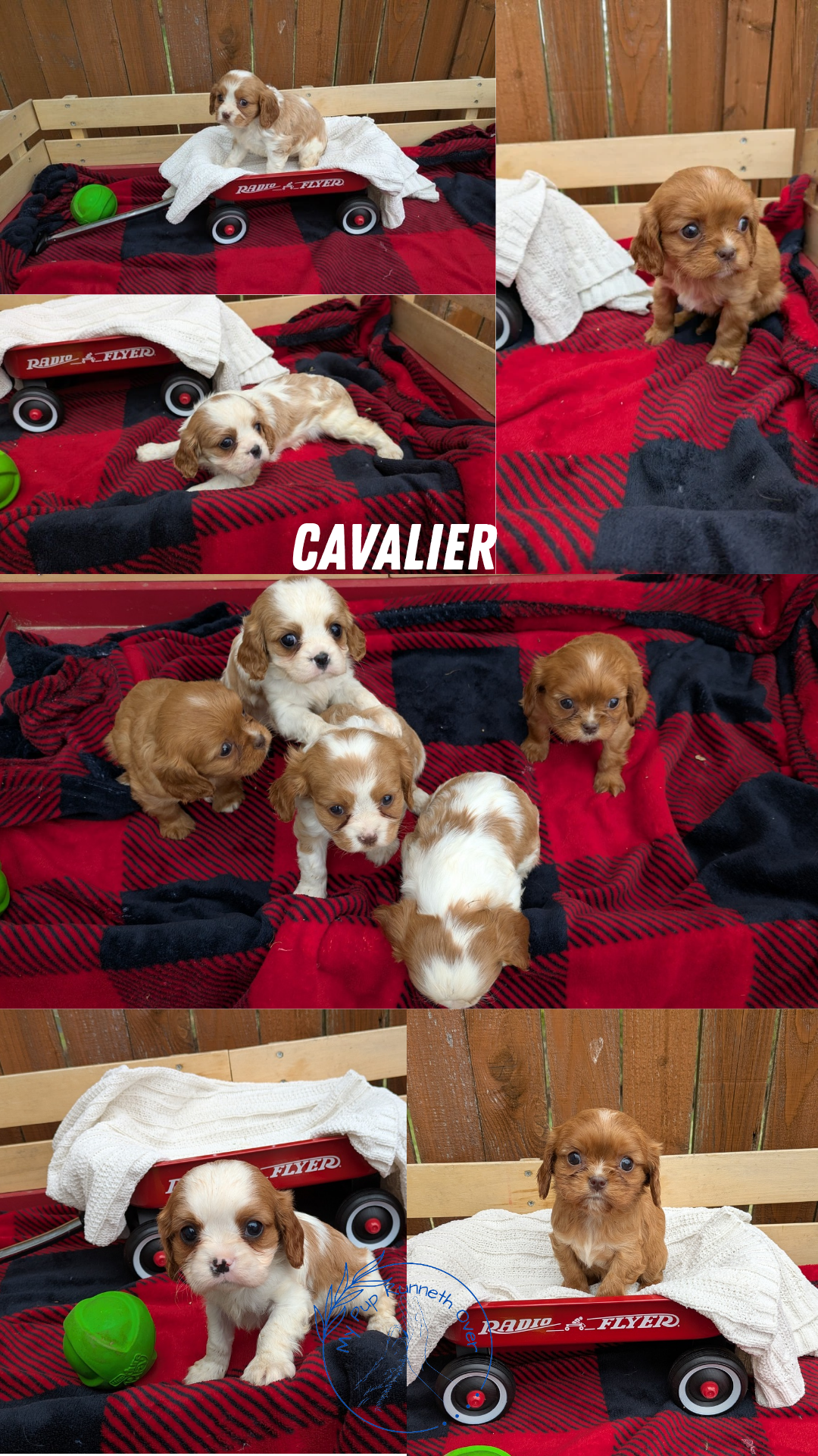 CAVALIER (02/10) MALE