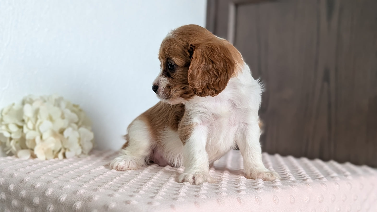CAVAPOO (APR 02) FEMALE
