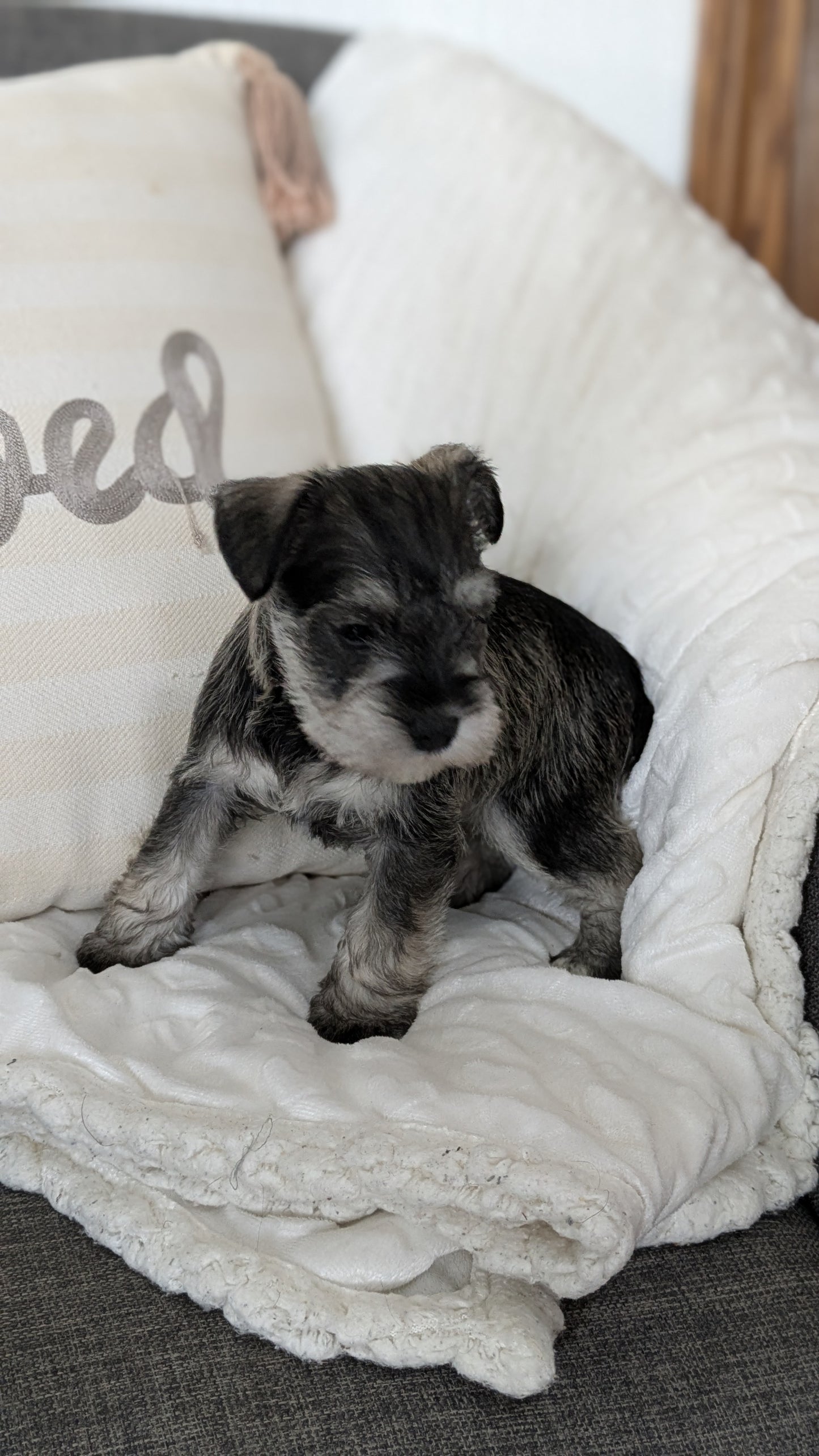 MINI SCHNAUZER (01/20) FEMALE