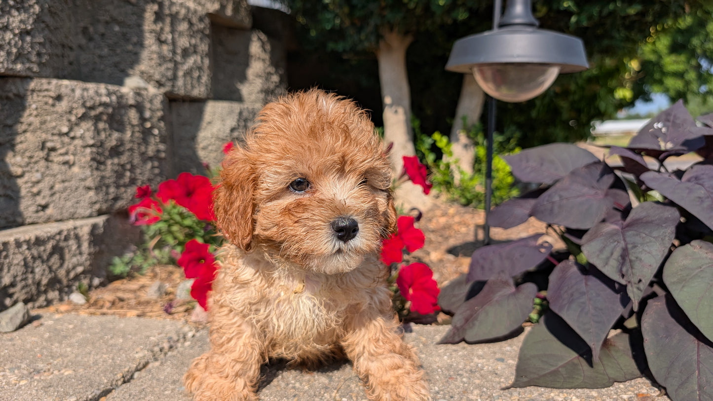 CAVAPOO (05/29) MALE