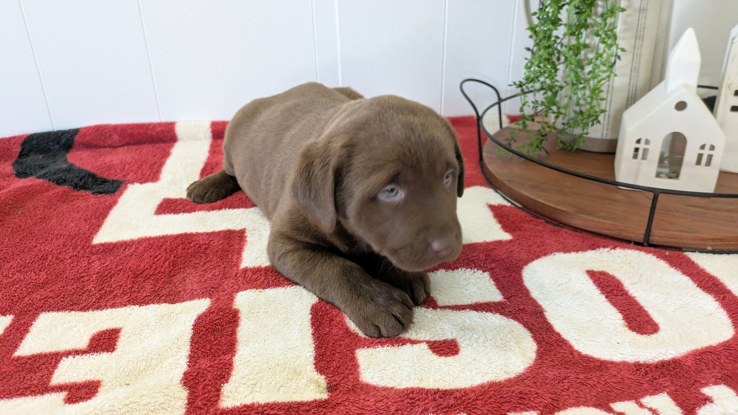 LABRADOR RETRIEVER (11/03) FEMALE