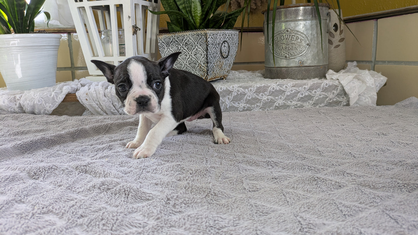 BOSTON TERRIER (12/09) FEMALE