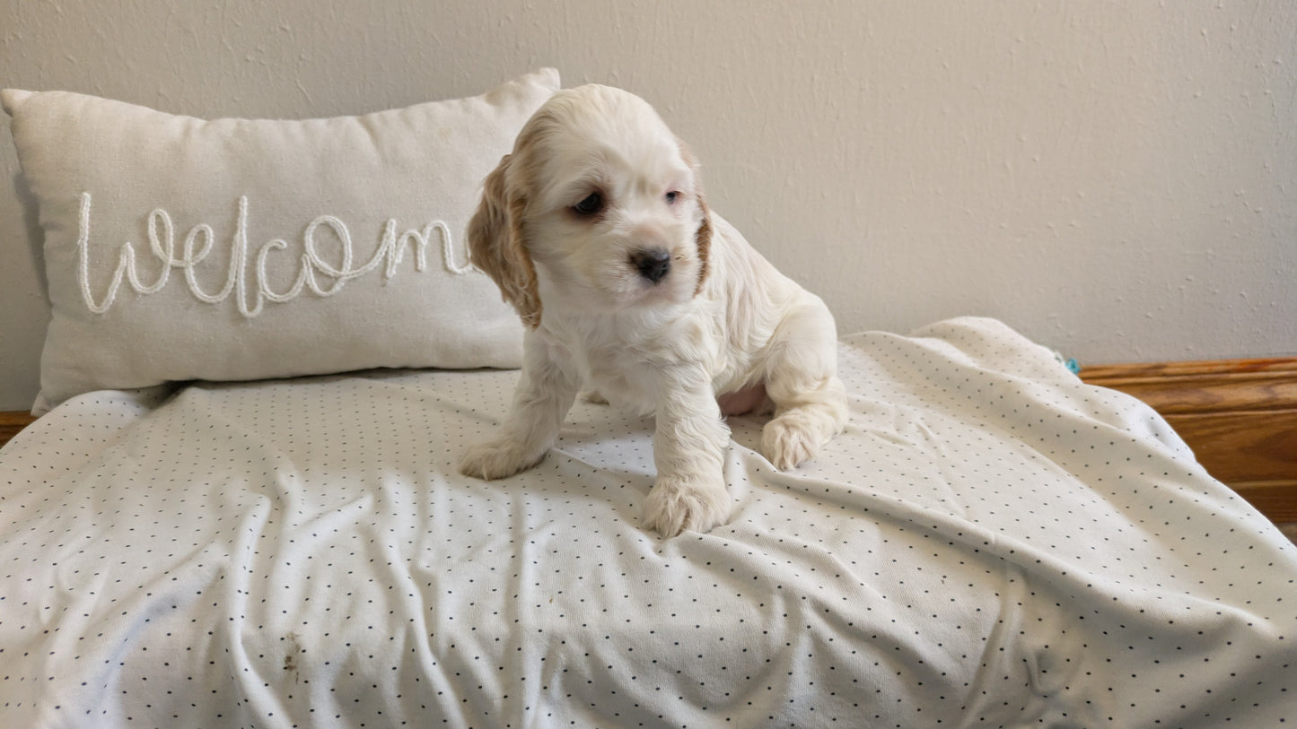 COCKER SPANIEL (02/14) FEMALE