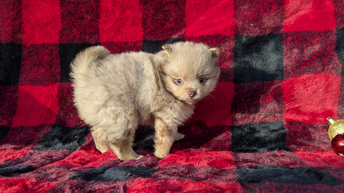 POMERANIAM (10/01) MALE