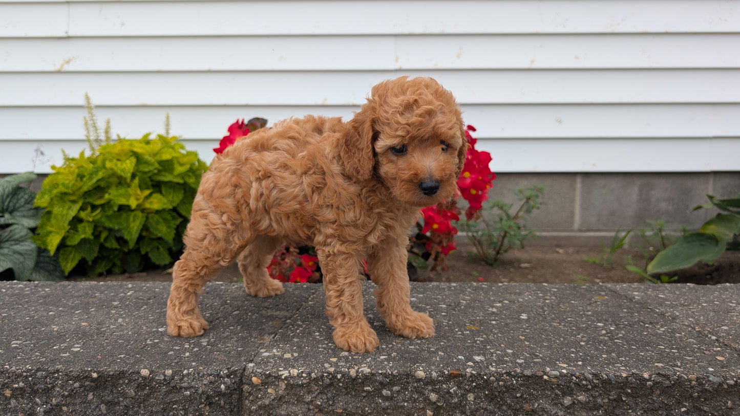 TOY POODLE (07/04) MALE