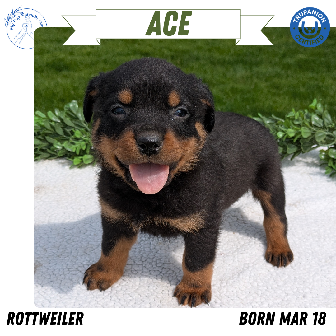 ROTTWEILER (03/18) MALE