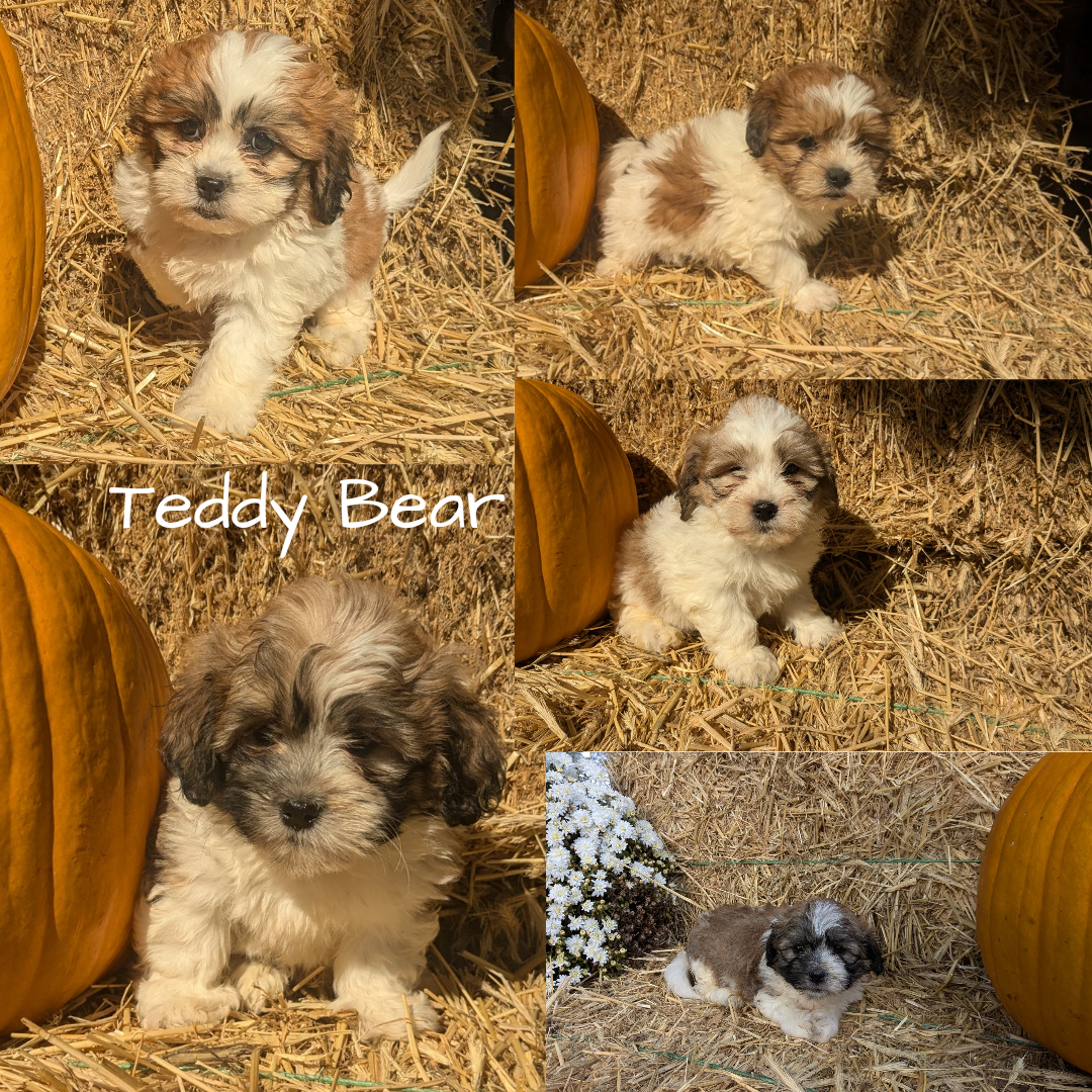 TEDDY BEAR (08/16) FEMALE