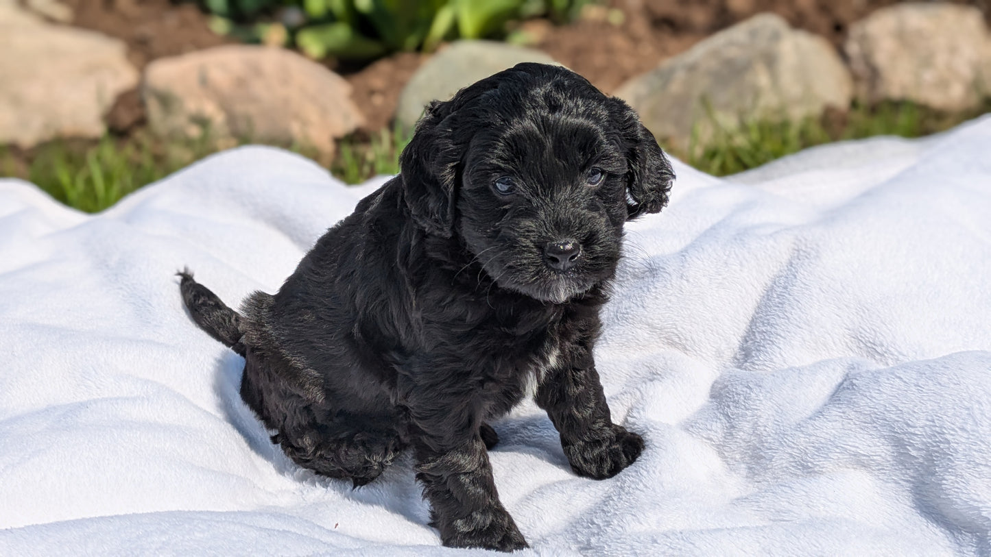 MINI BERNEDOODLE (03/30) MALE