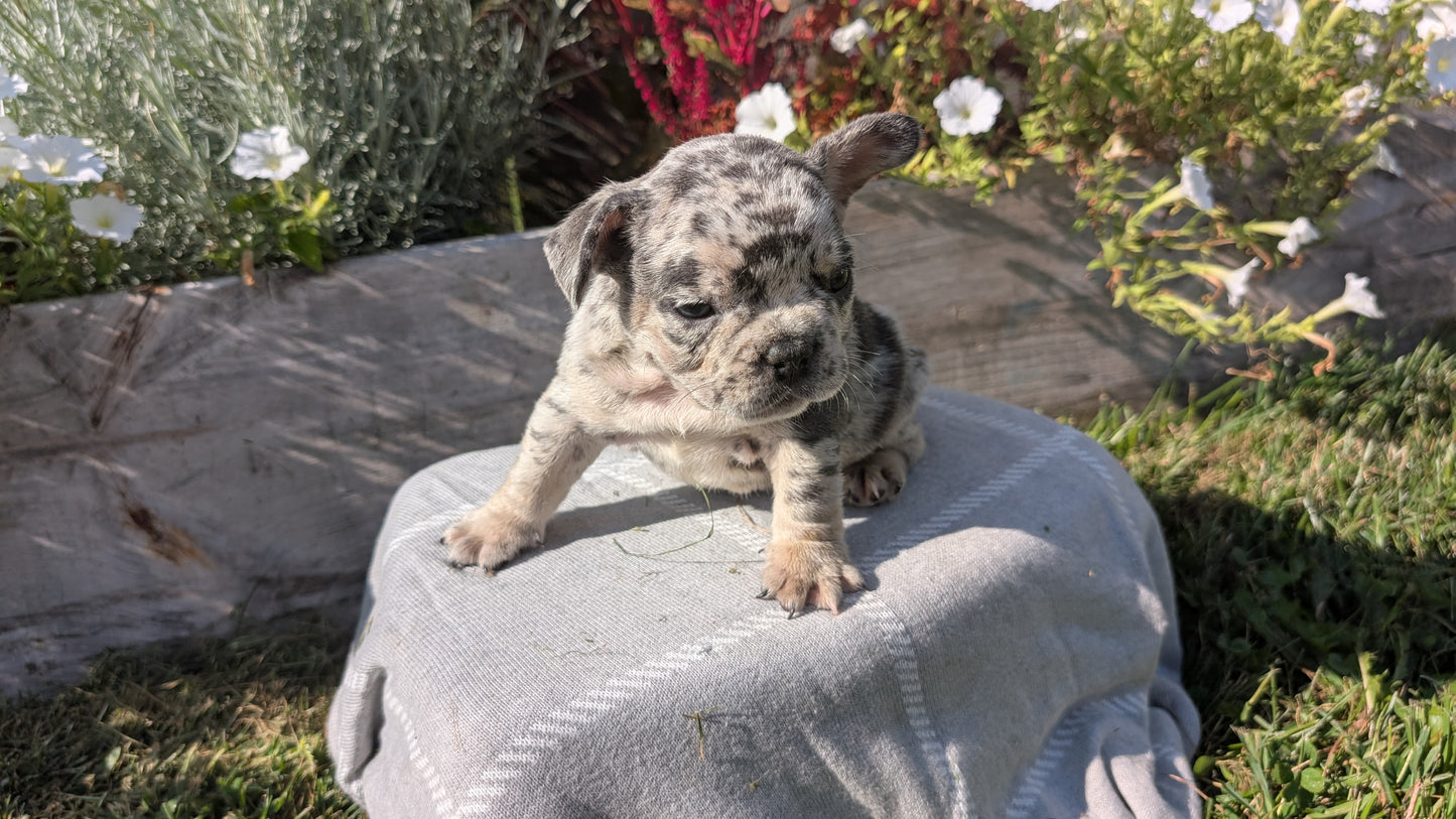 FRENCH BULLDOG (07/03) MALE