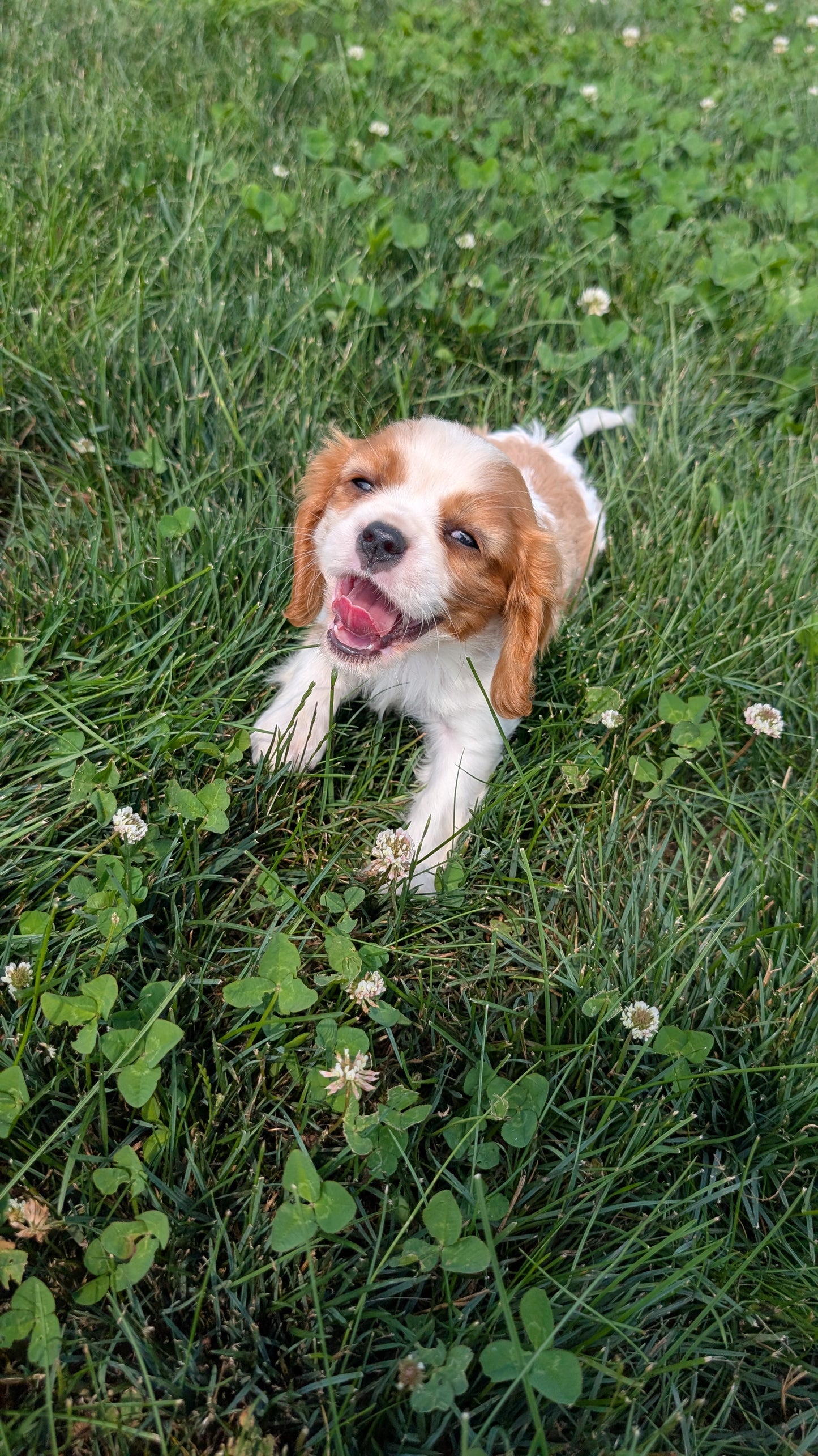 CAVALIER (05/19) MALE