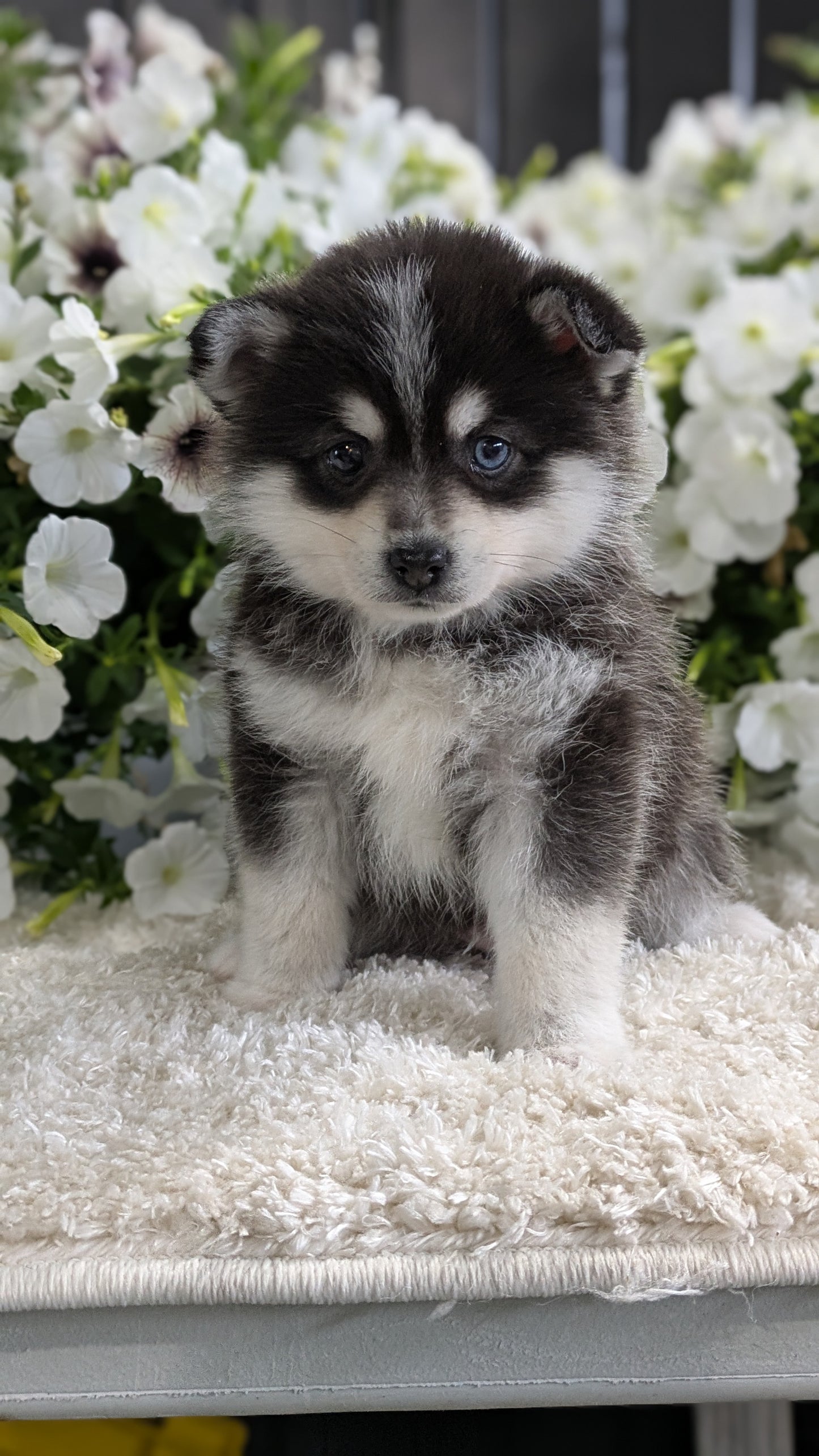 POMSKY (04/01) MALE