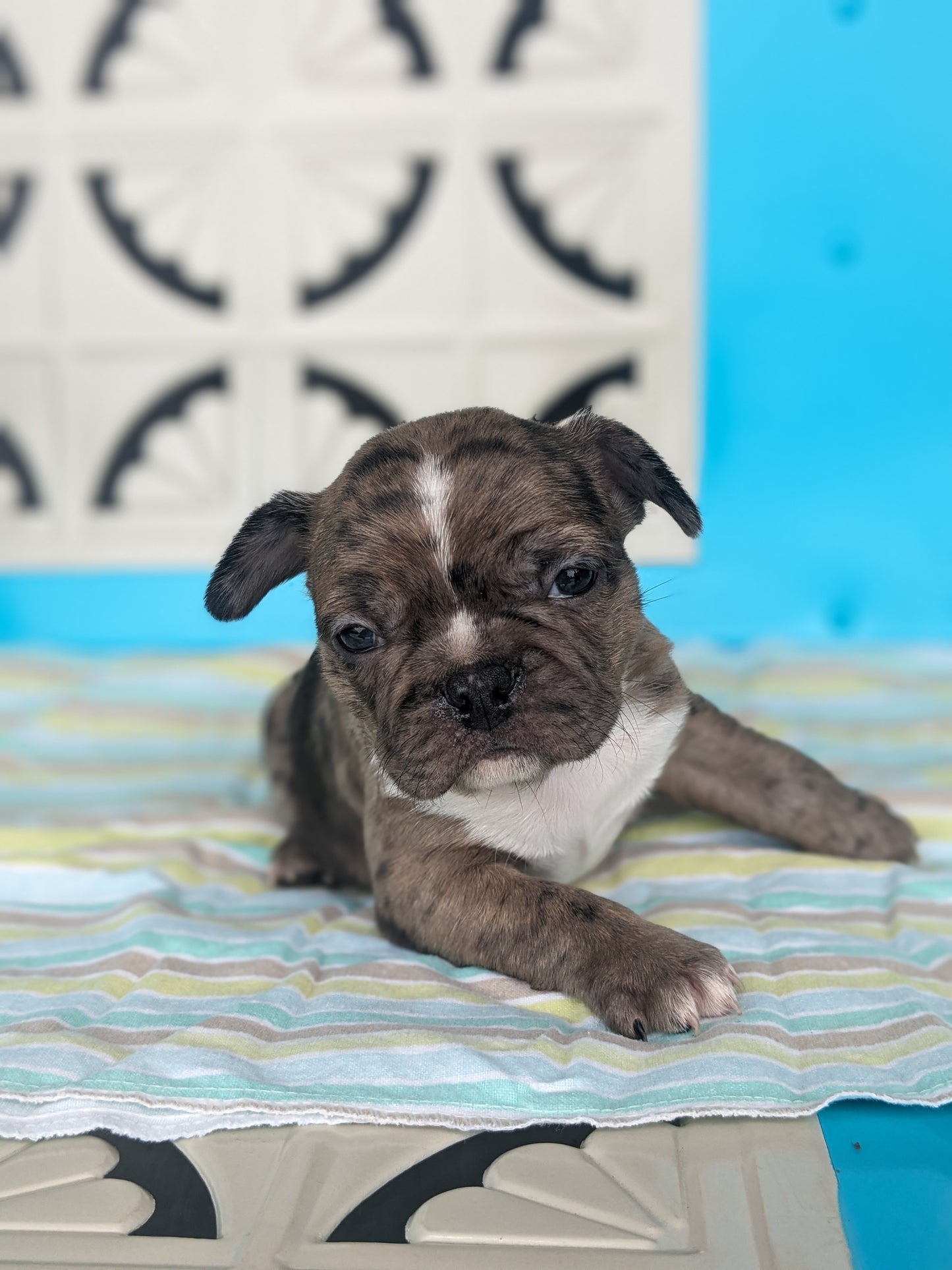 FRENCHTON (04/11) MALE