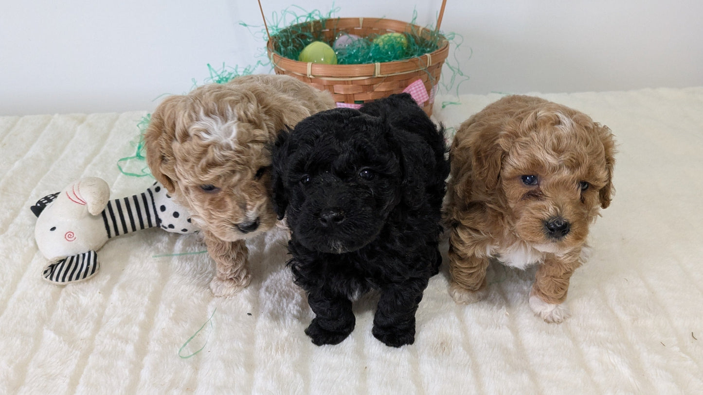 MINI POODLE (03/13) MALE