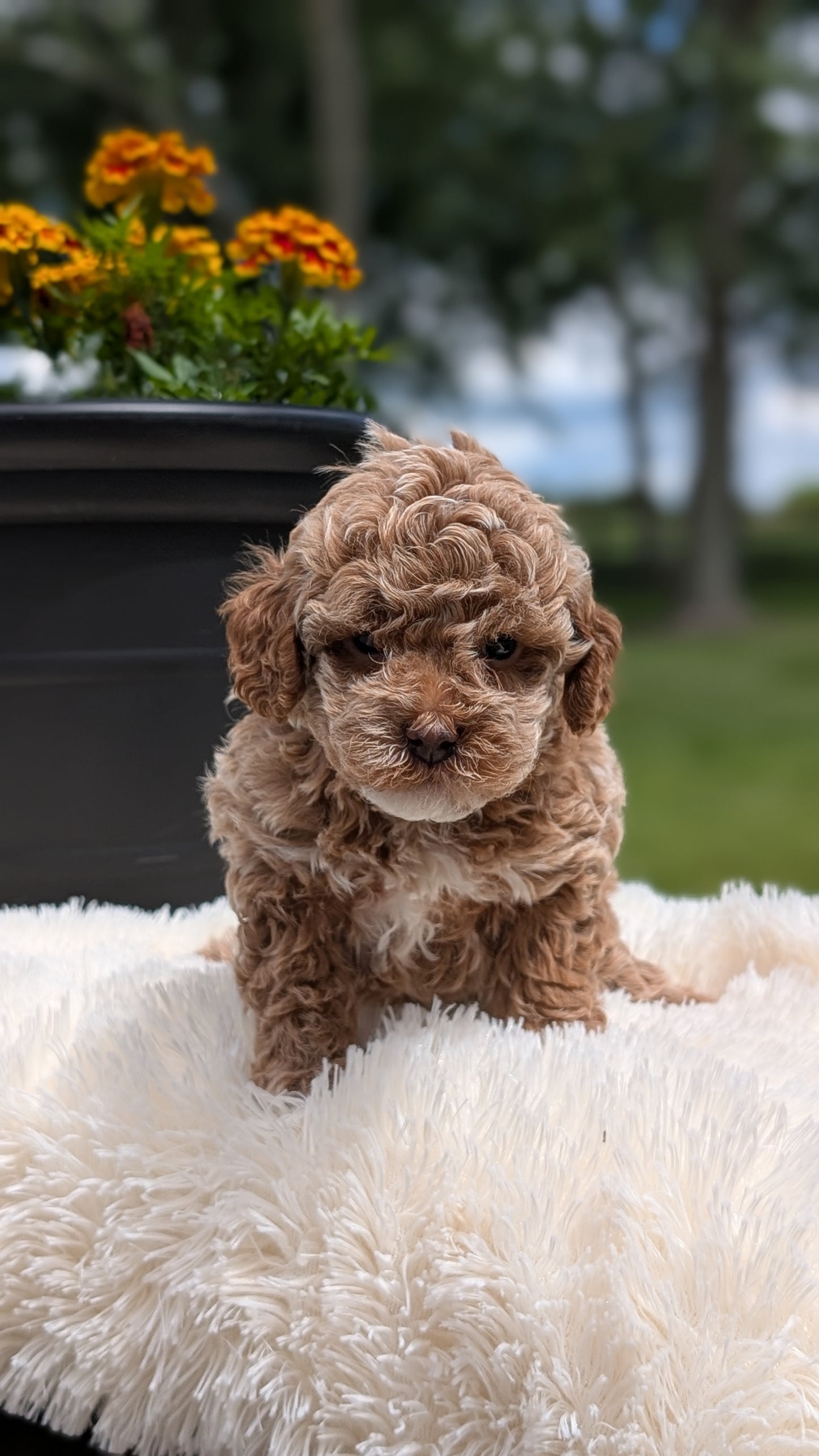 MINI POODLE (MAY 12) FEMALES