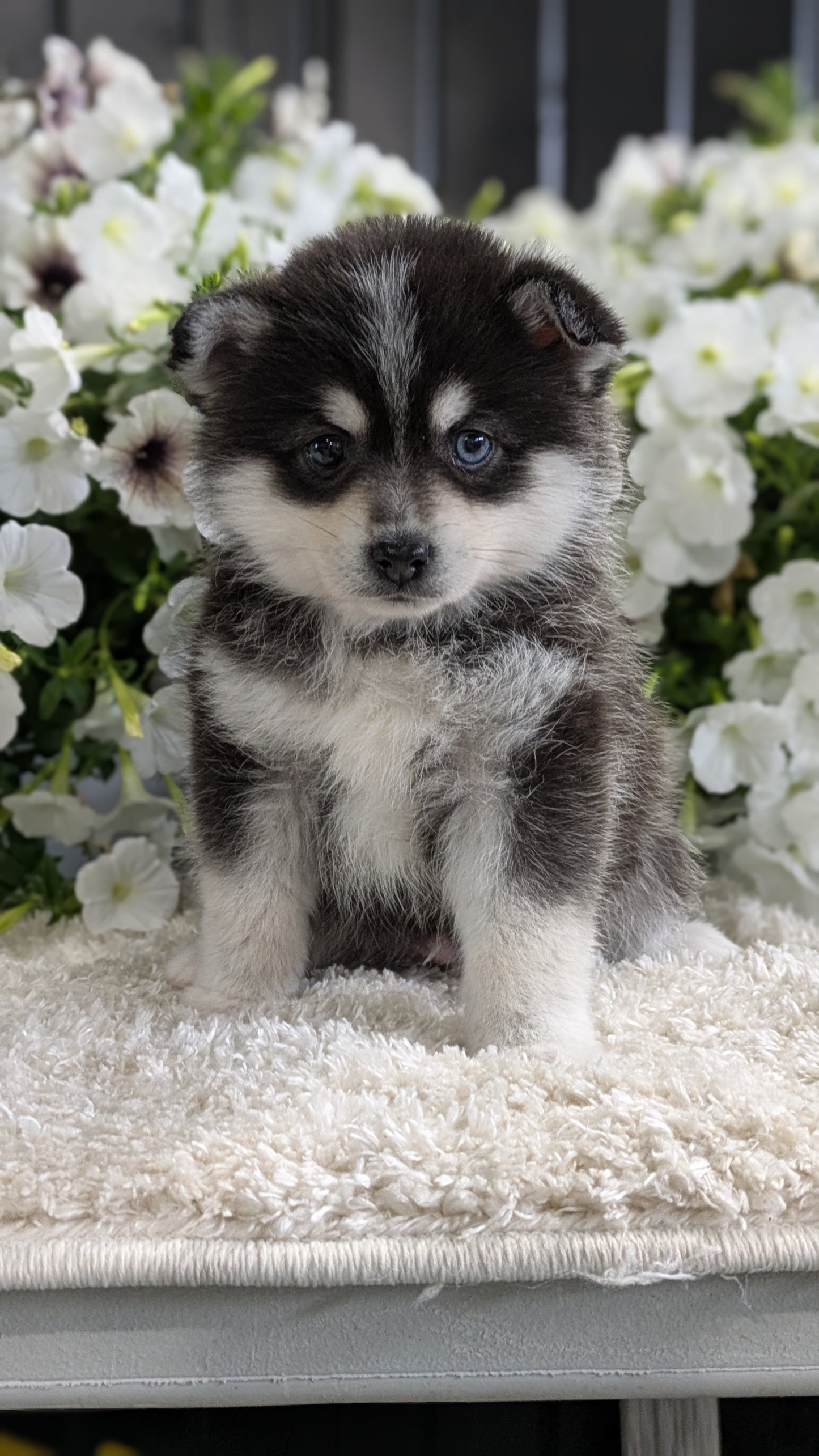 POMSKY (04/01) MALE