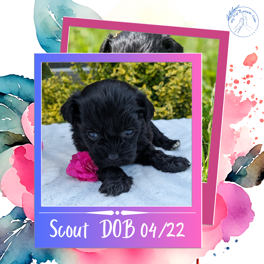 SHIH-POO (04/22) MALE