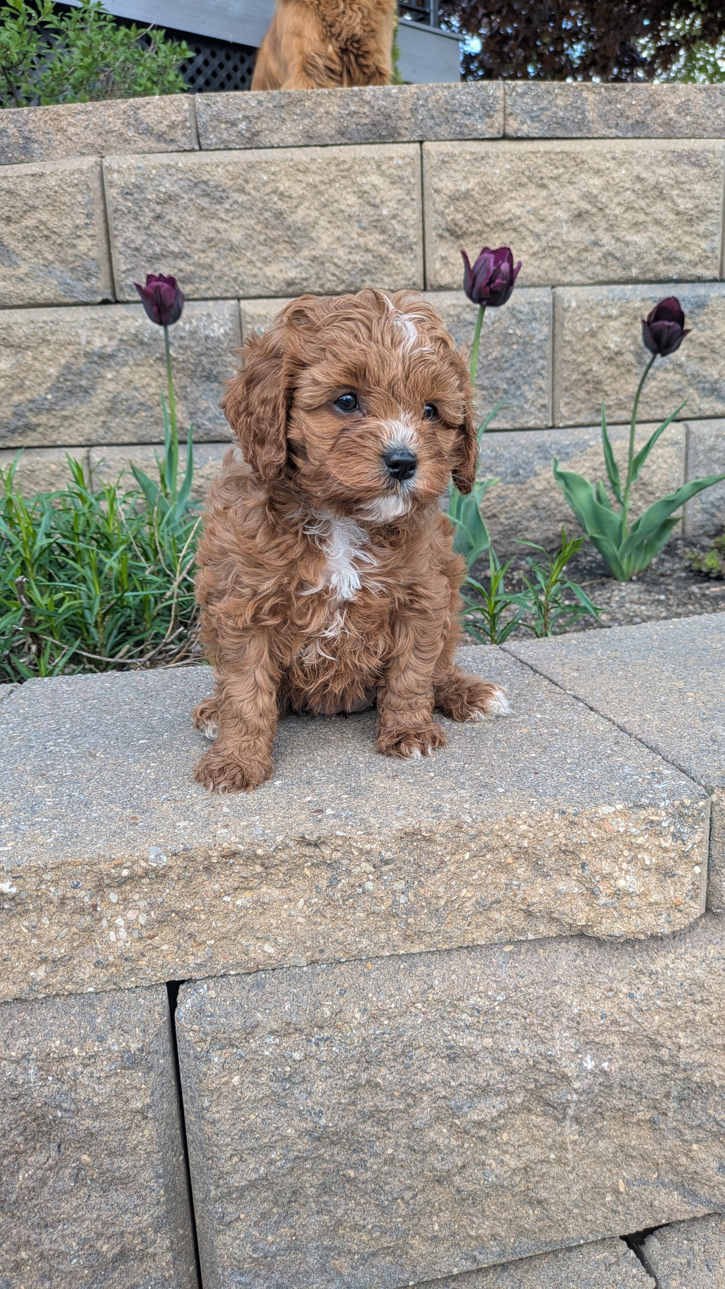 CAVAPOO (03/24) FEMALE