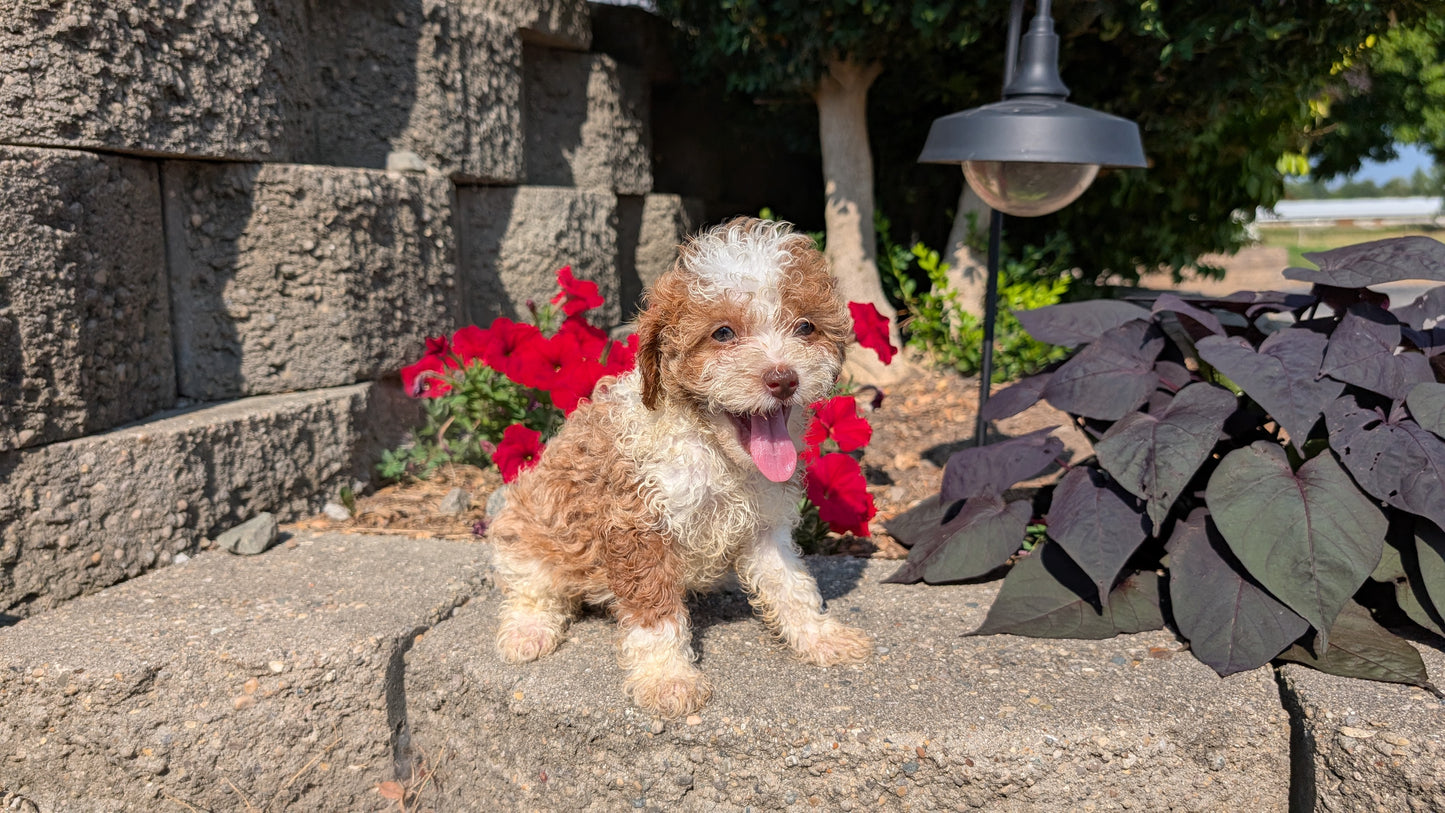 CAVAPOO (05/29) FEMALE