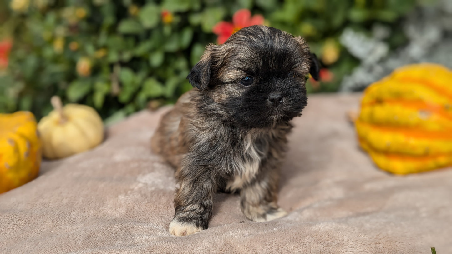 SHIH TZU (09/06) MALE