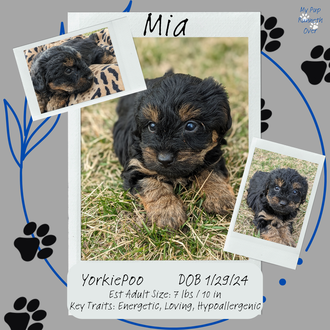 YORKIPOO (1/25) FEMALE
