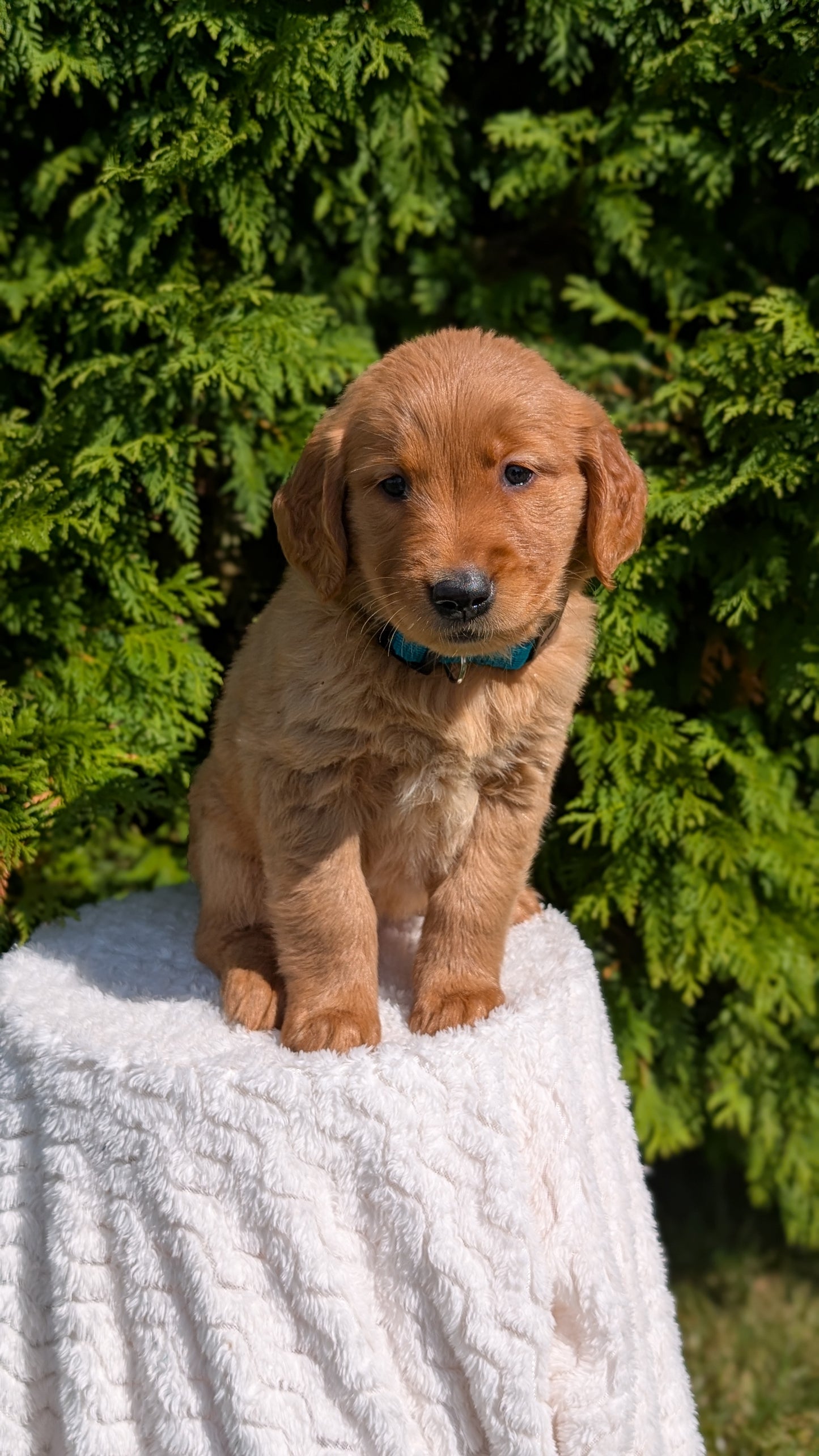 GOLDEN RETRIEVER (07/16) FEMALE