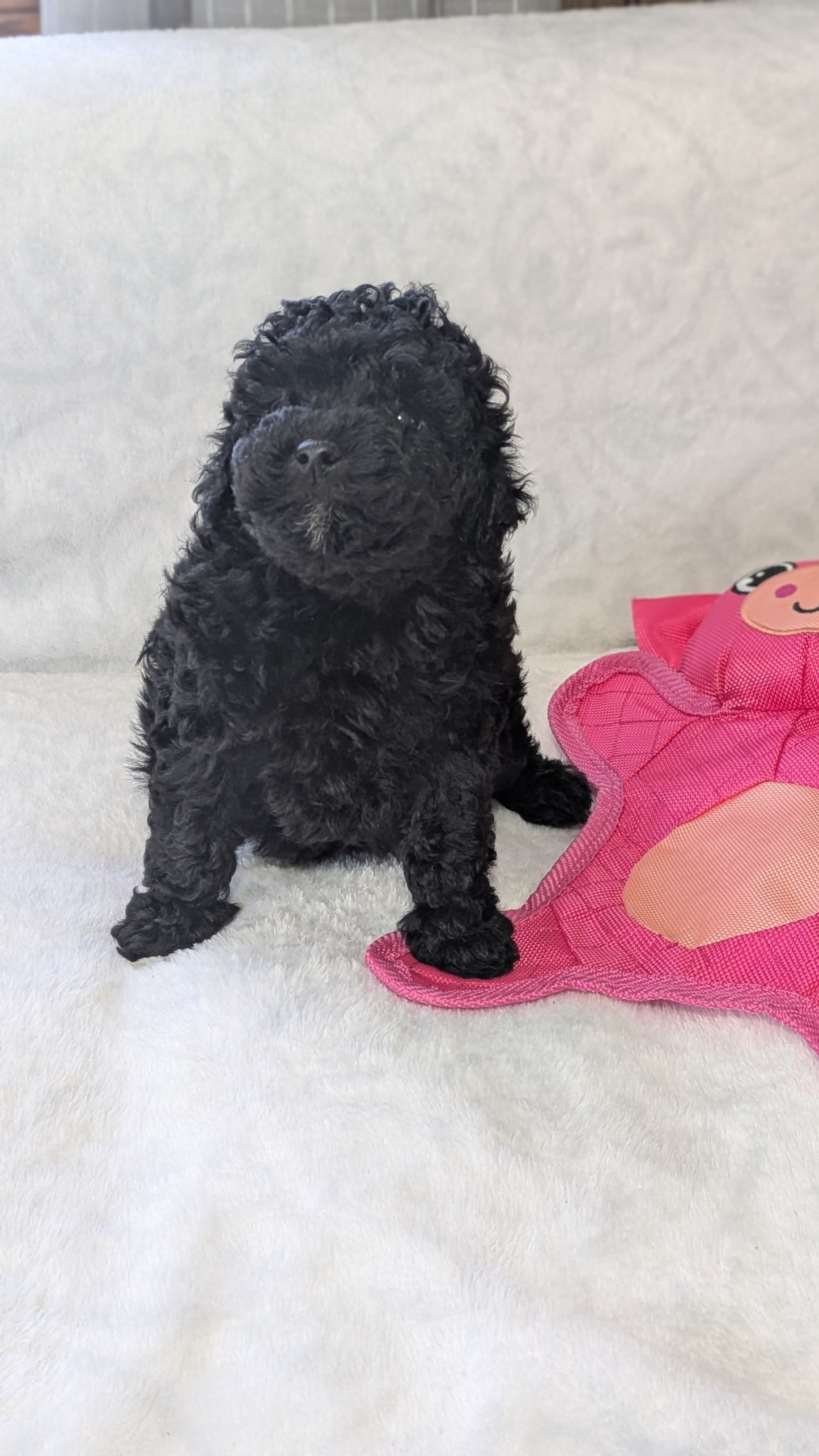 MINI POODLE (01/10) MALE