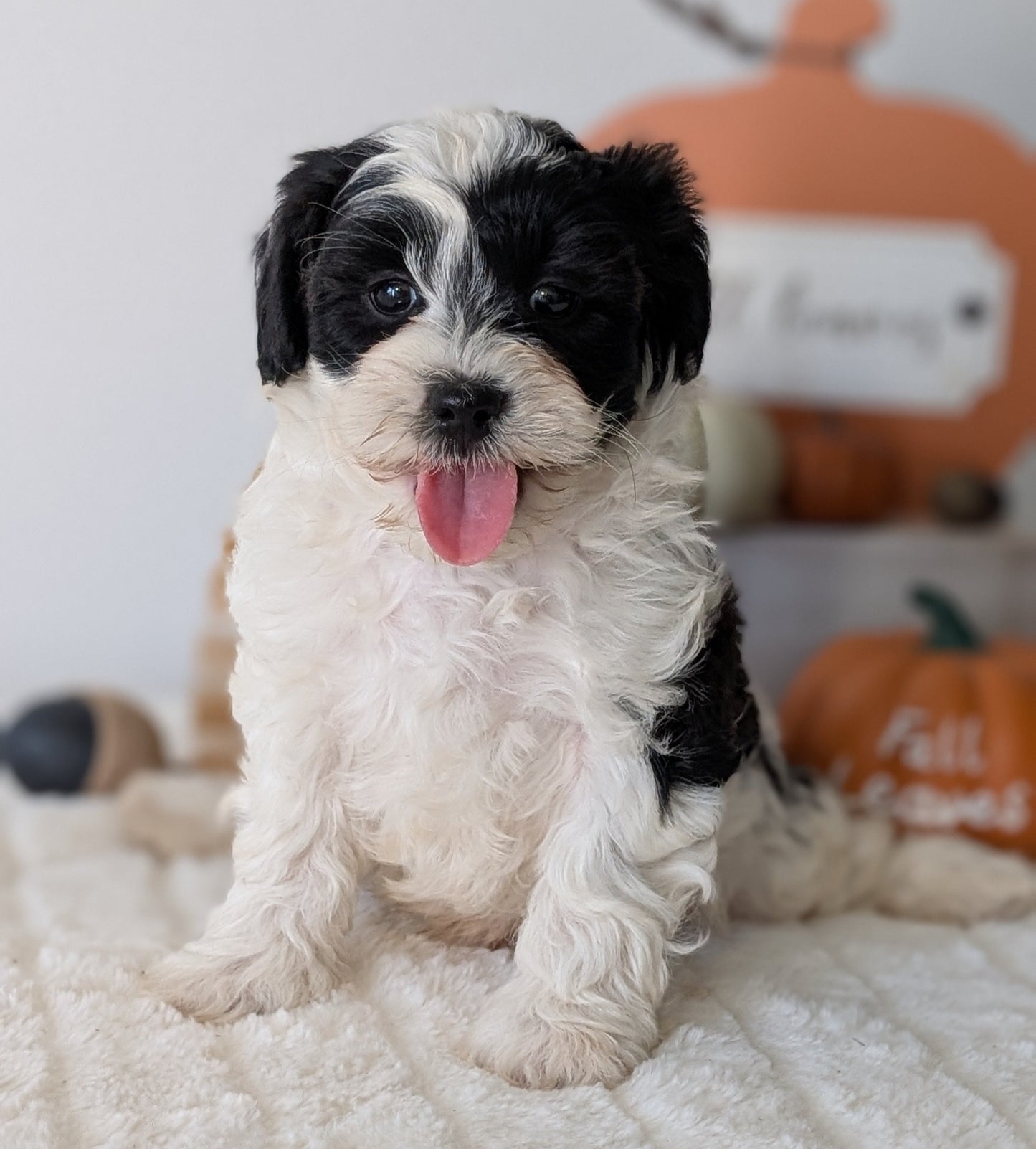 SHIHPOO (07/26) MALE
