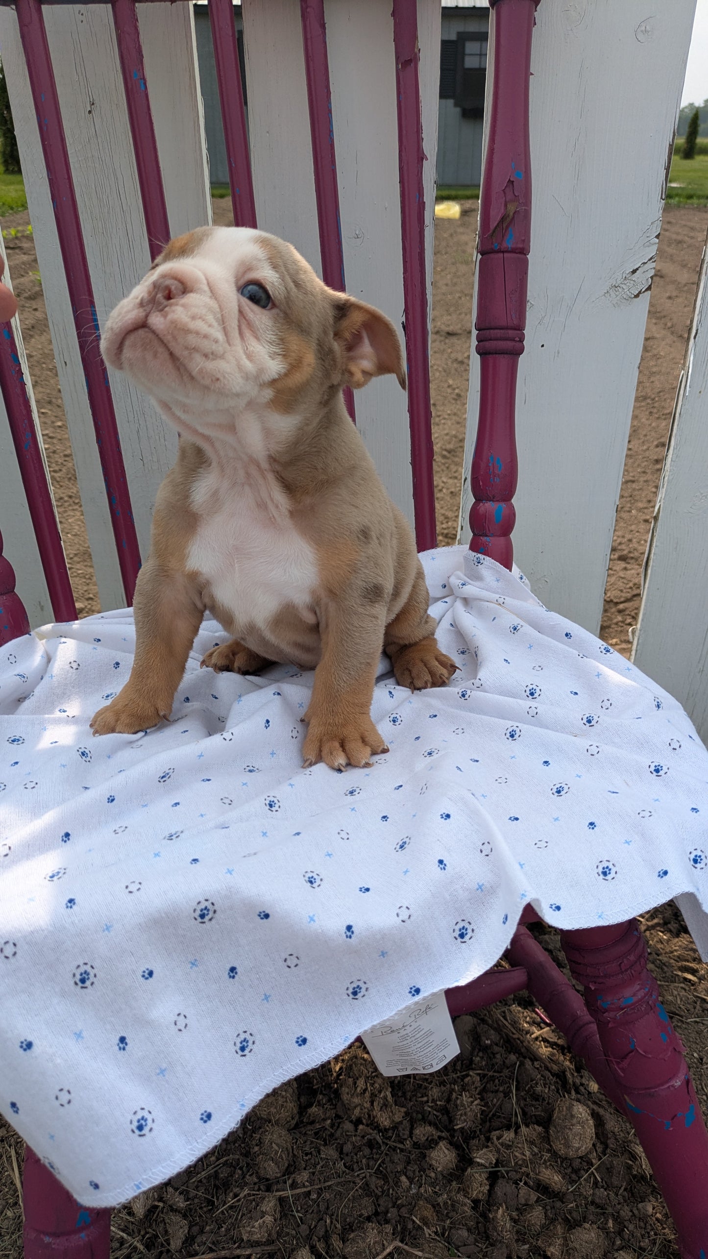 ENGLISH BULLDOG (04/18) MALE