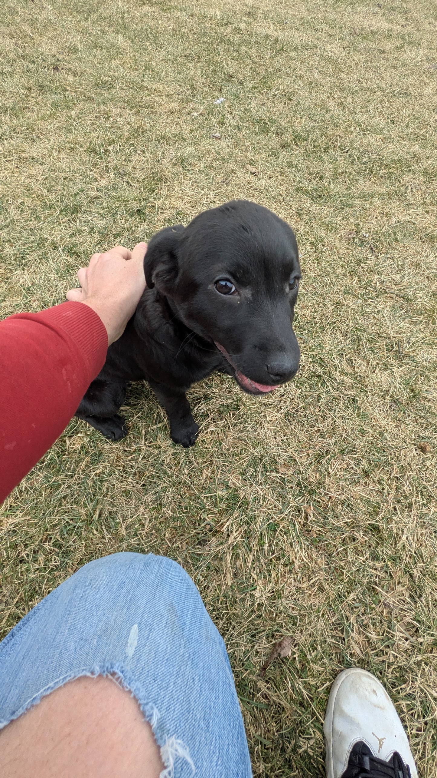 LABRADOR X TERRIER (11/08) FEMALE