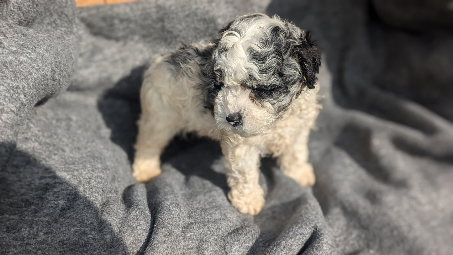 COCKAPOO (09/13) MALE